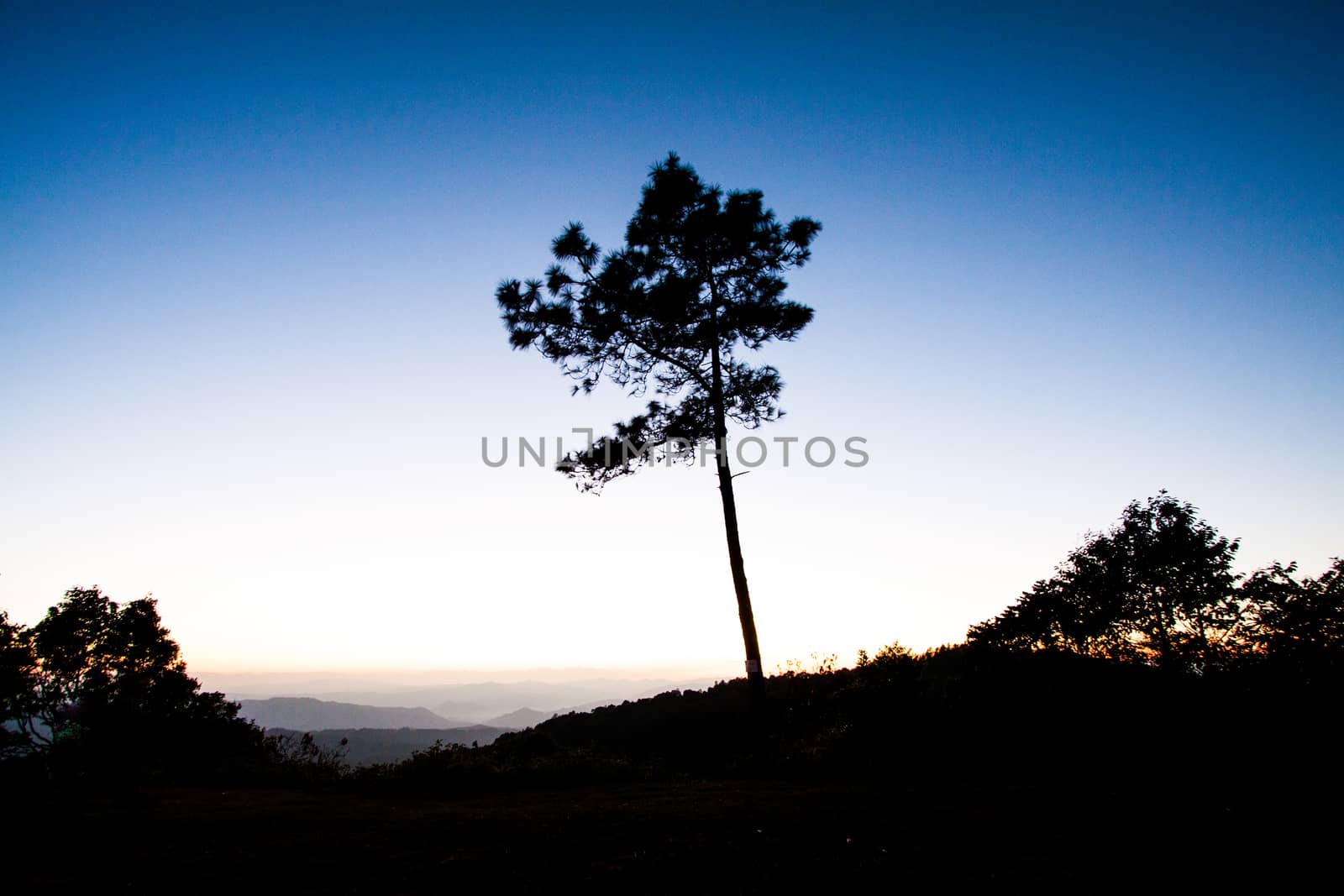 tree silhouette in the evening light by kritsada1992