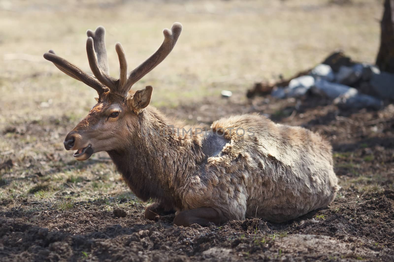 Young siberian stag with antlers (cervus elaphus) also known both as maral or red deer lying on the ground in their natural habitat.