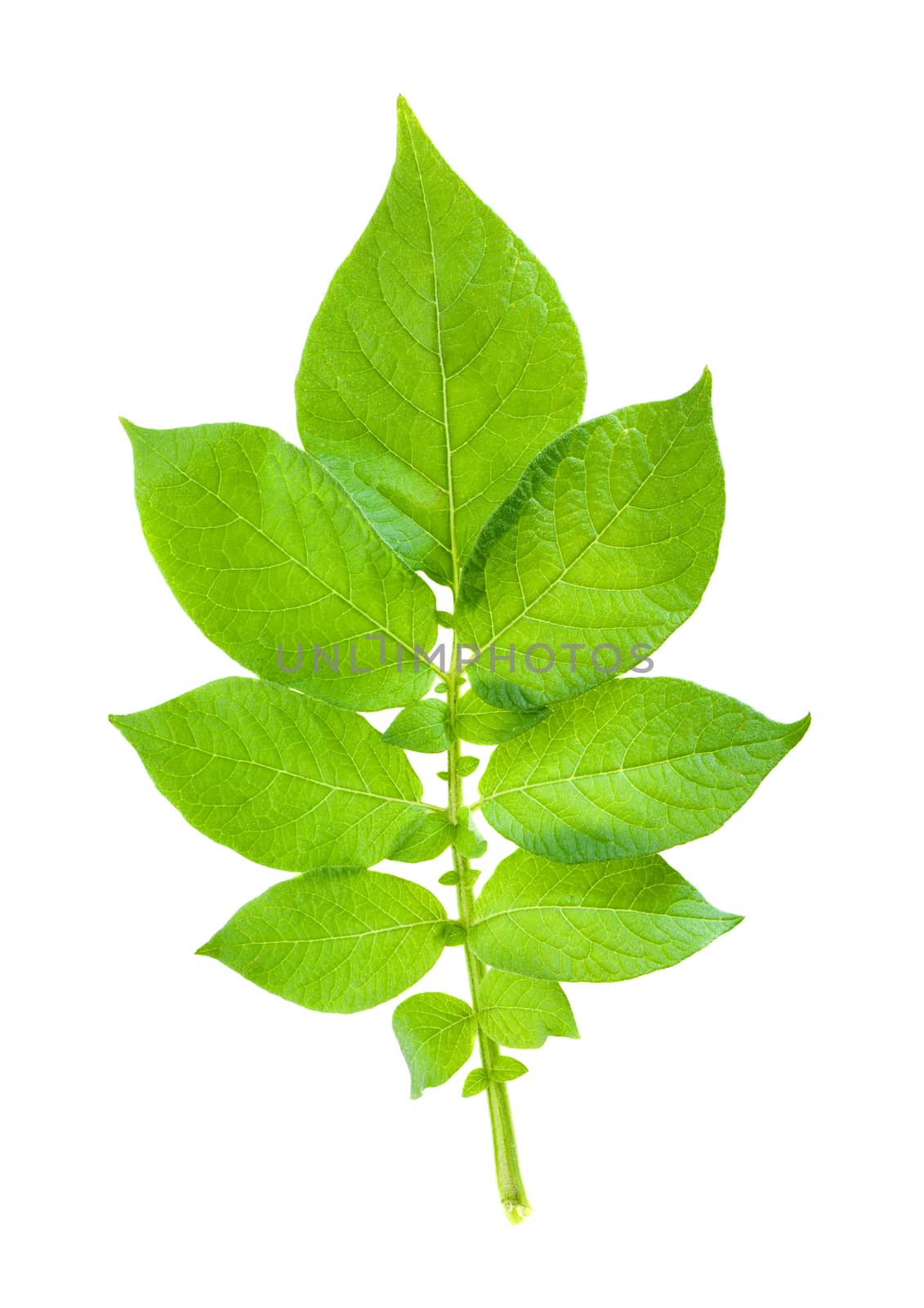  green leaf potatoes. isolated