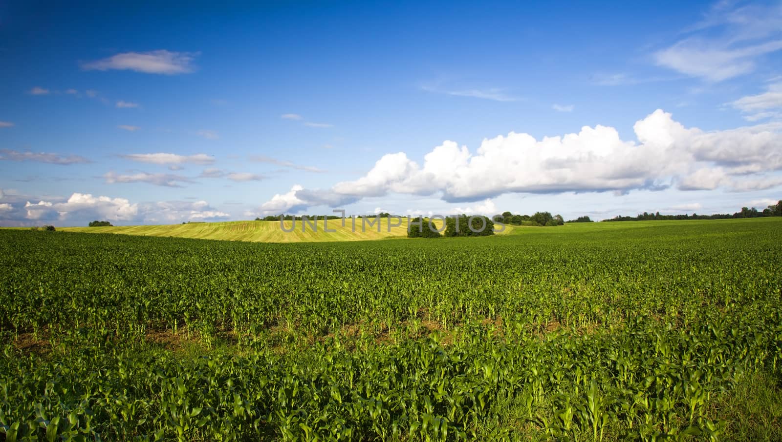 agricultural field where grow green unripe grains