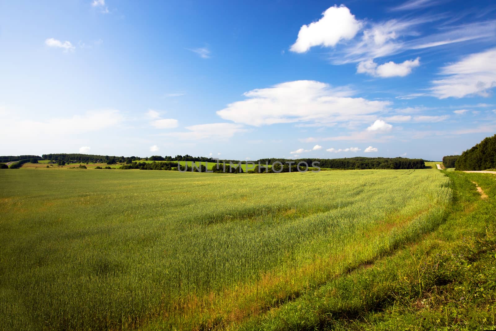 agricultural field where grow green unripe grains