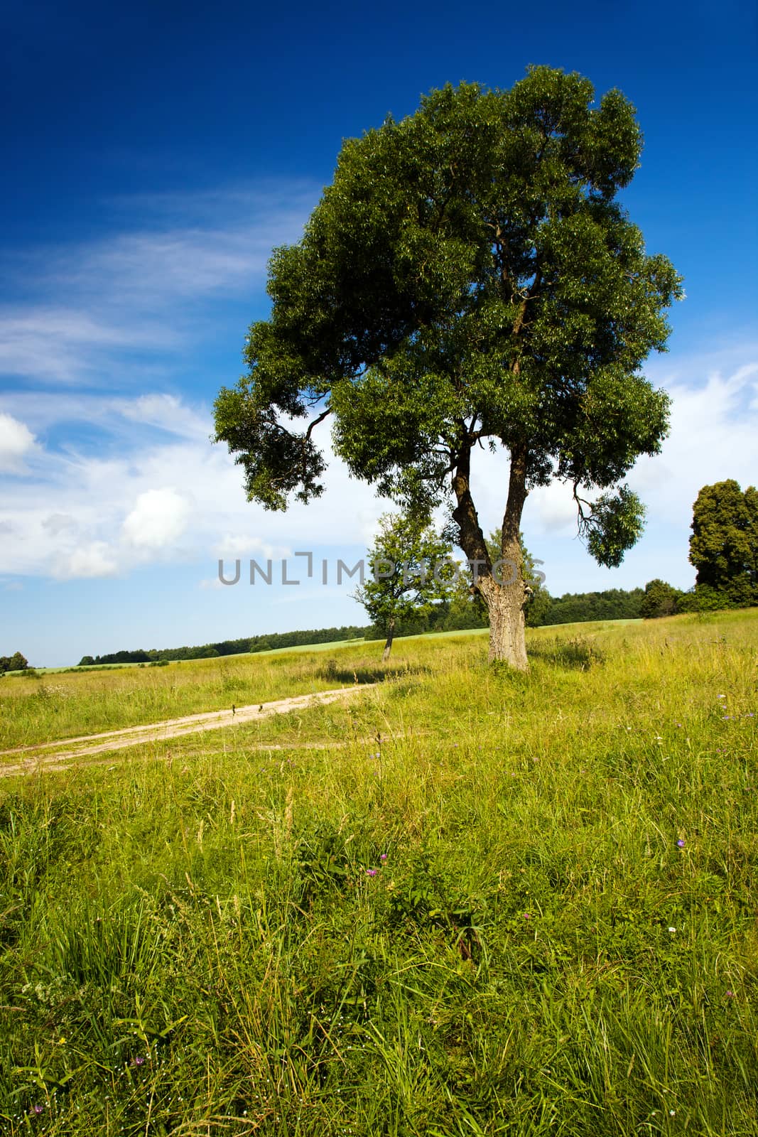   a tree near not asphalted country rural road located in Belarus