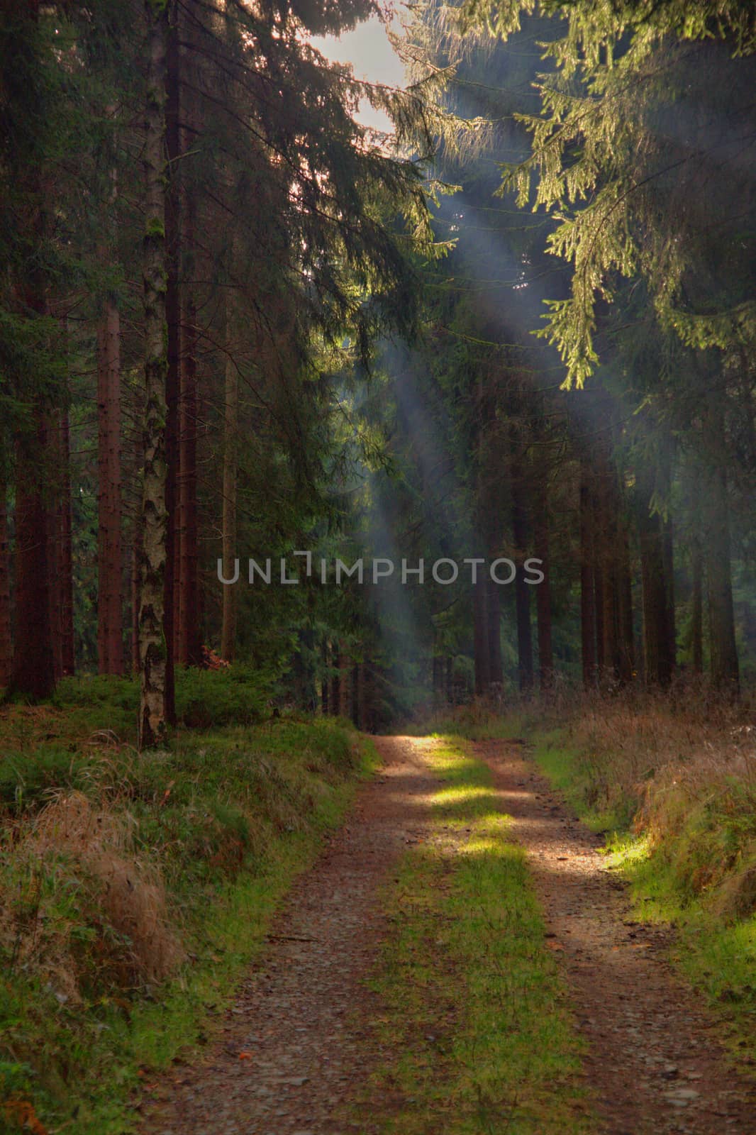path in the forest  by jnerad