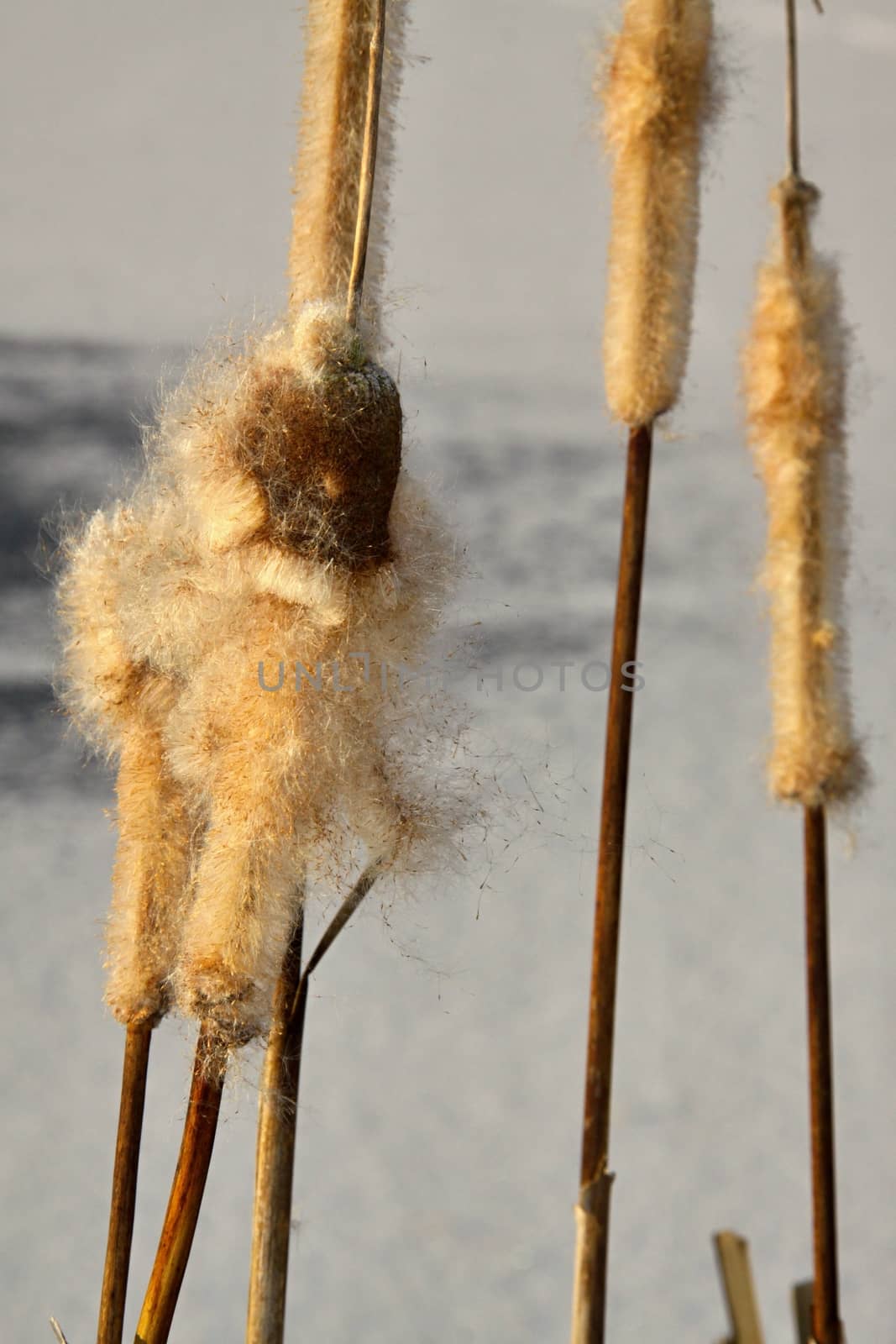 cattail in the winter  by jnerad