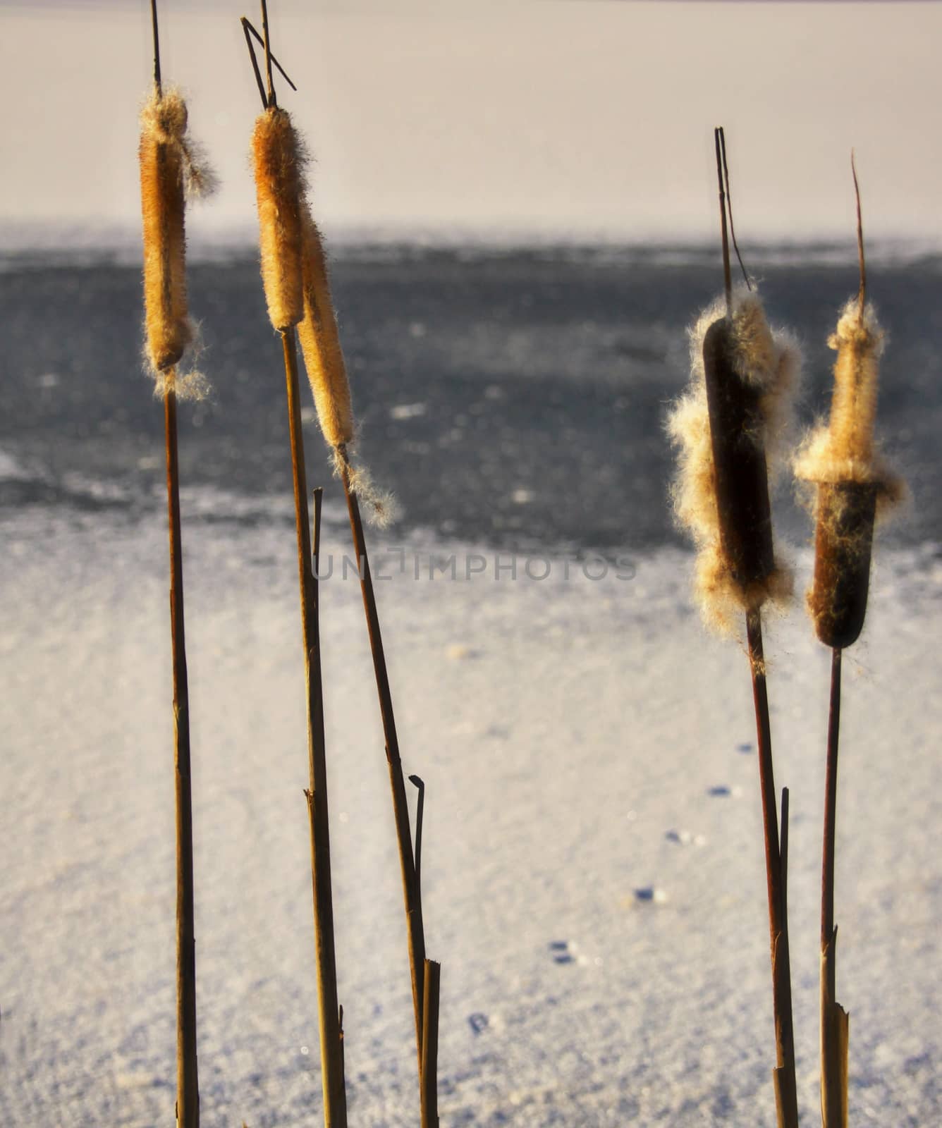 cattail in the winter  by jnerad