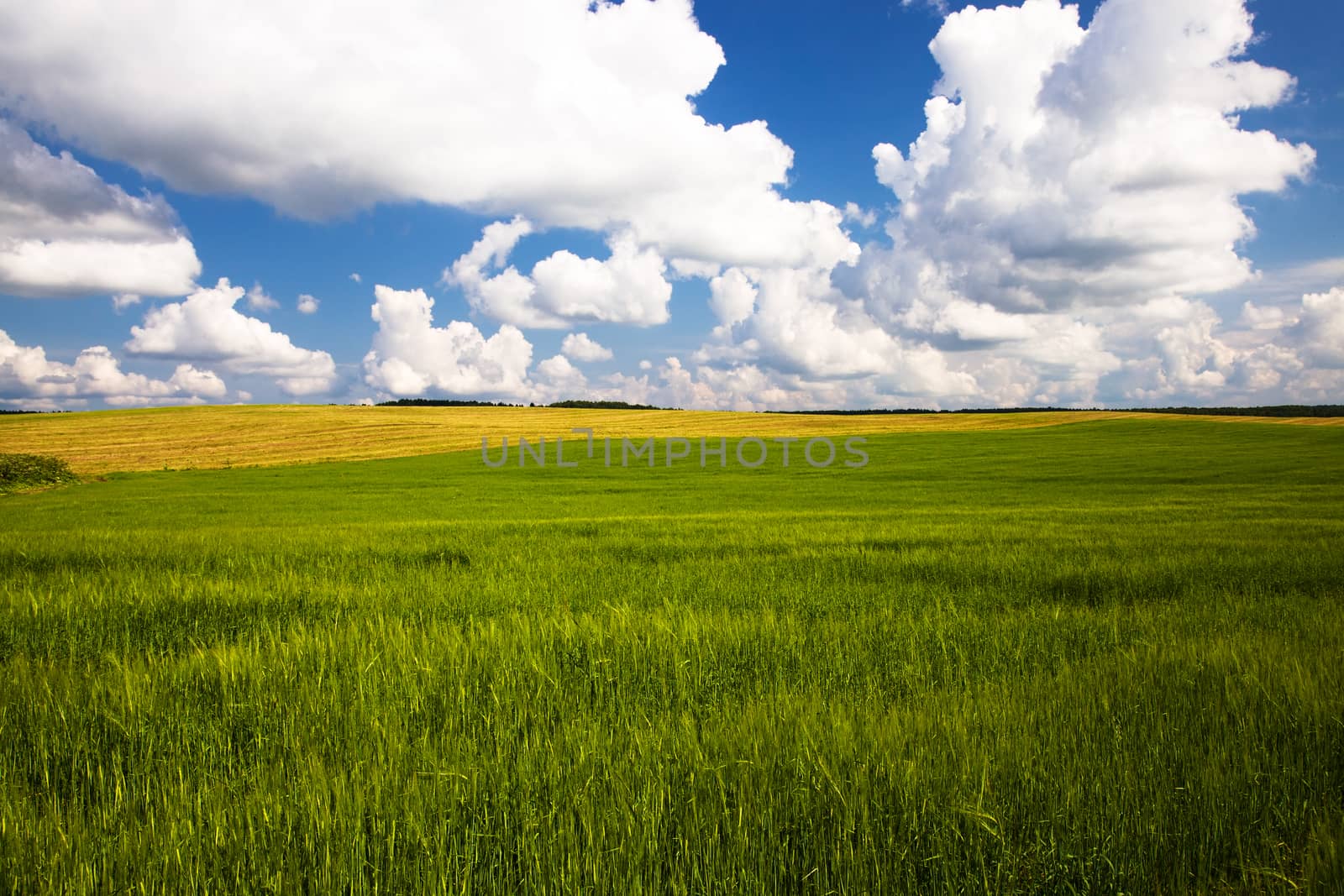 agricultural field where grow green unripe grains