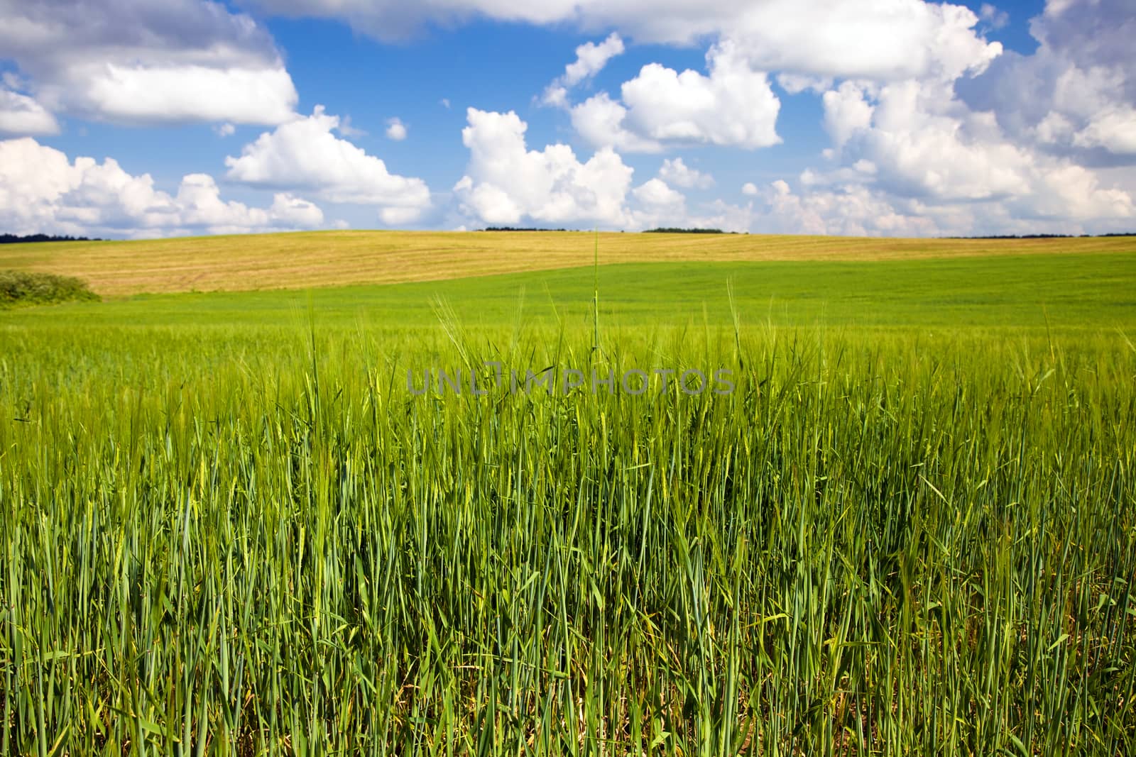 agricultural field where grow green unripe grains