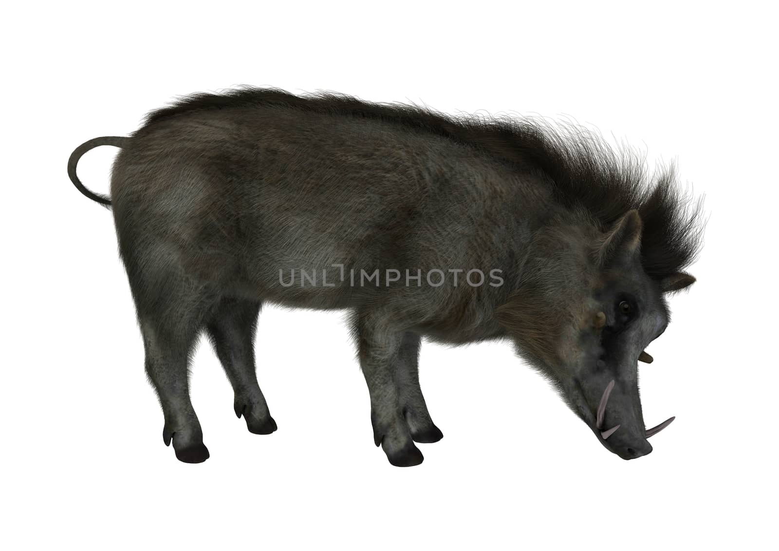 3D digital render of a wild warthog isolated on white background