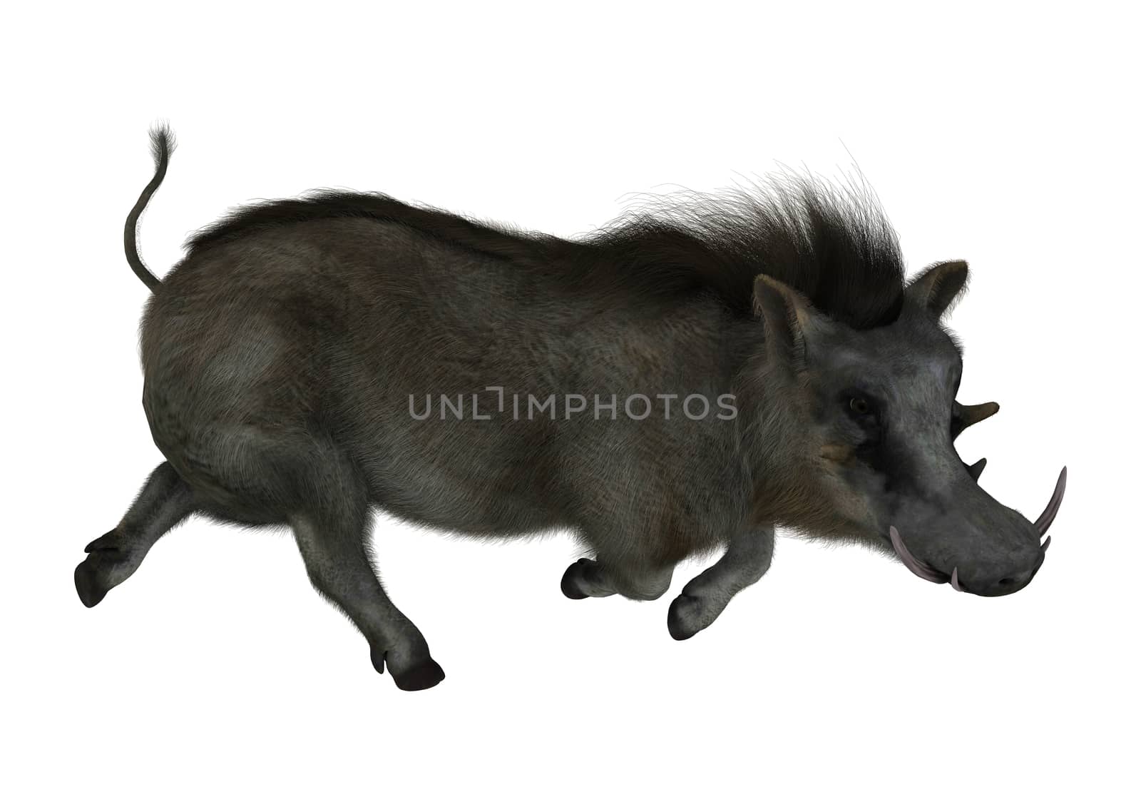 3D digital render of a wild warthog running isolated on white background