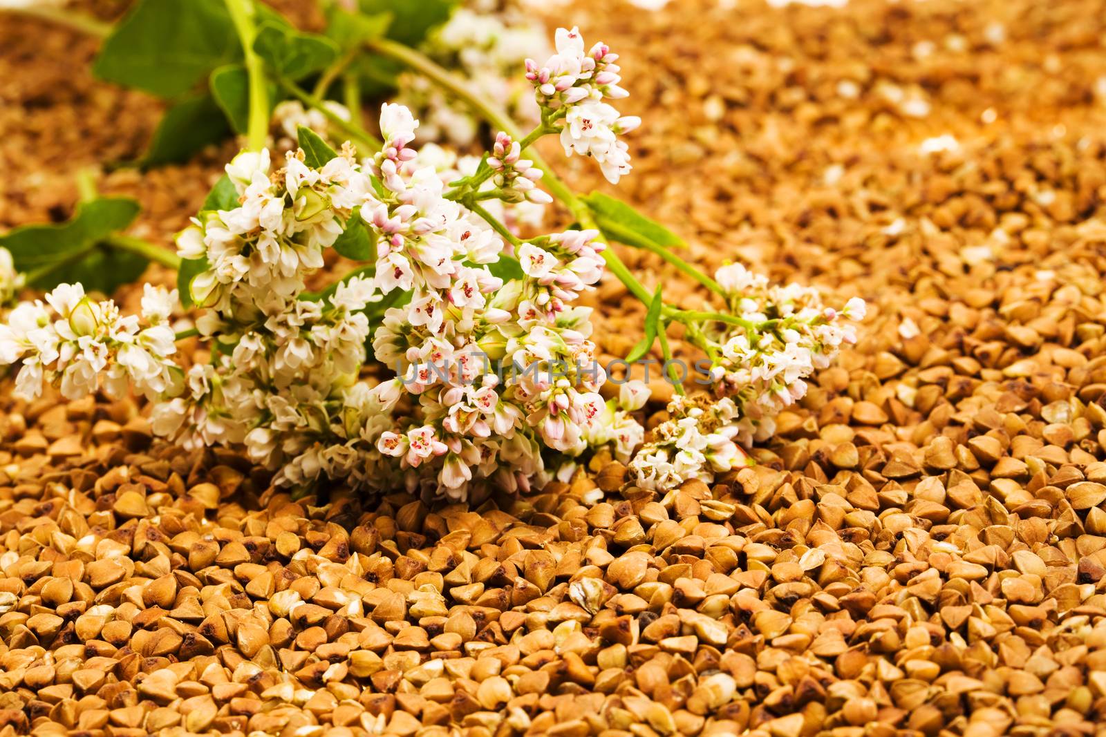 the photographed close up buckwheat
