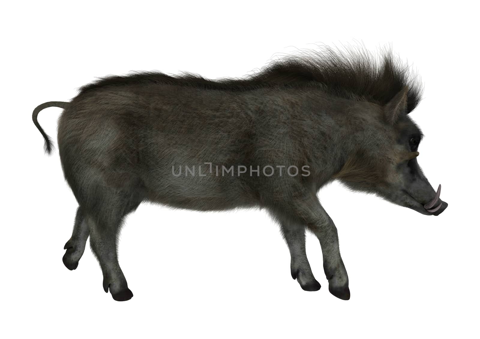 3D digital render of a wild warthog walking isolated on white background