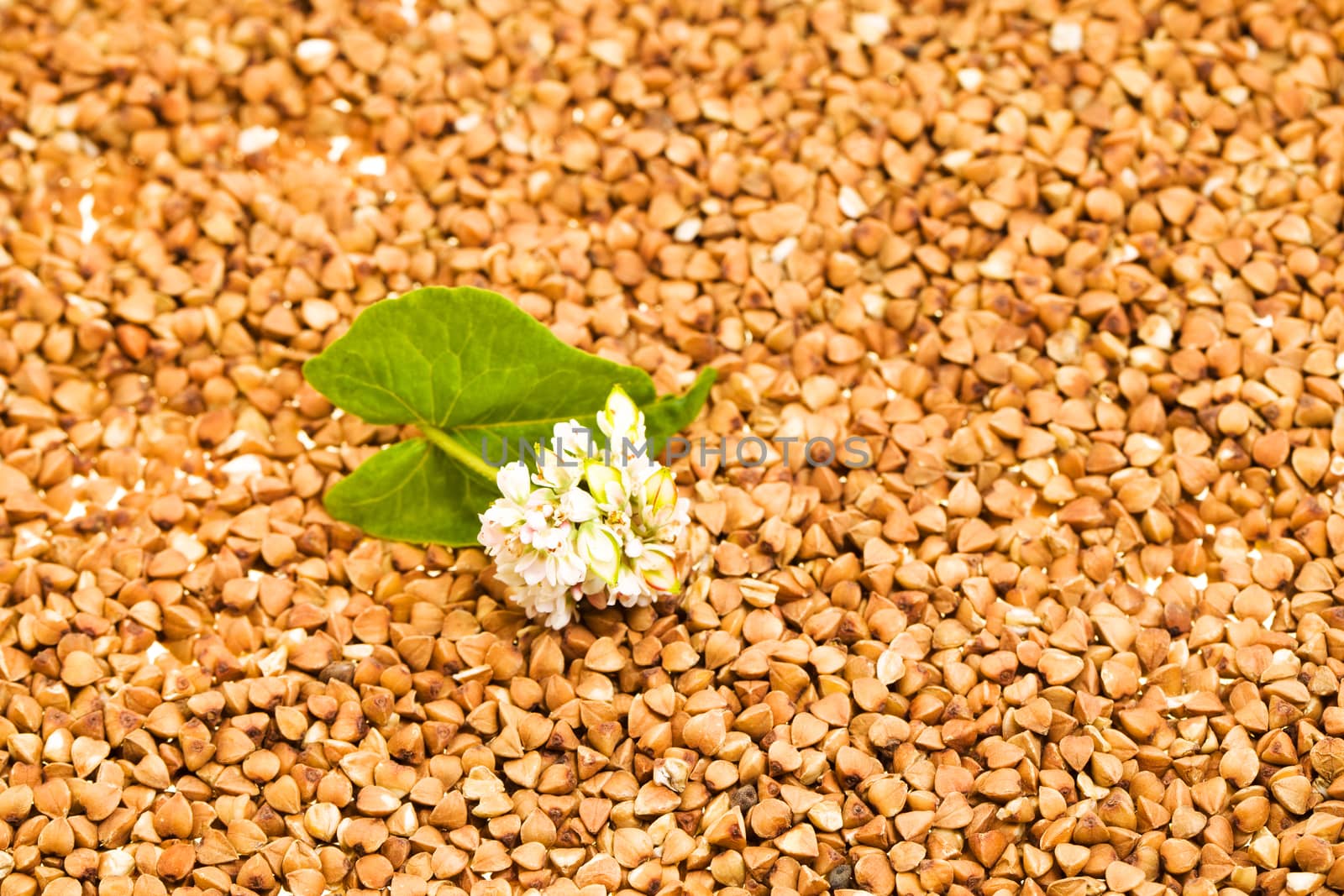 the photographed close up buckwheat