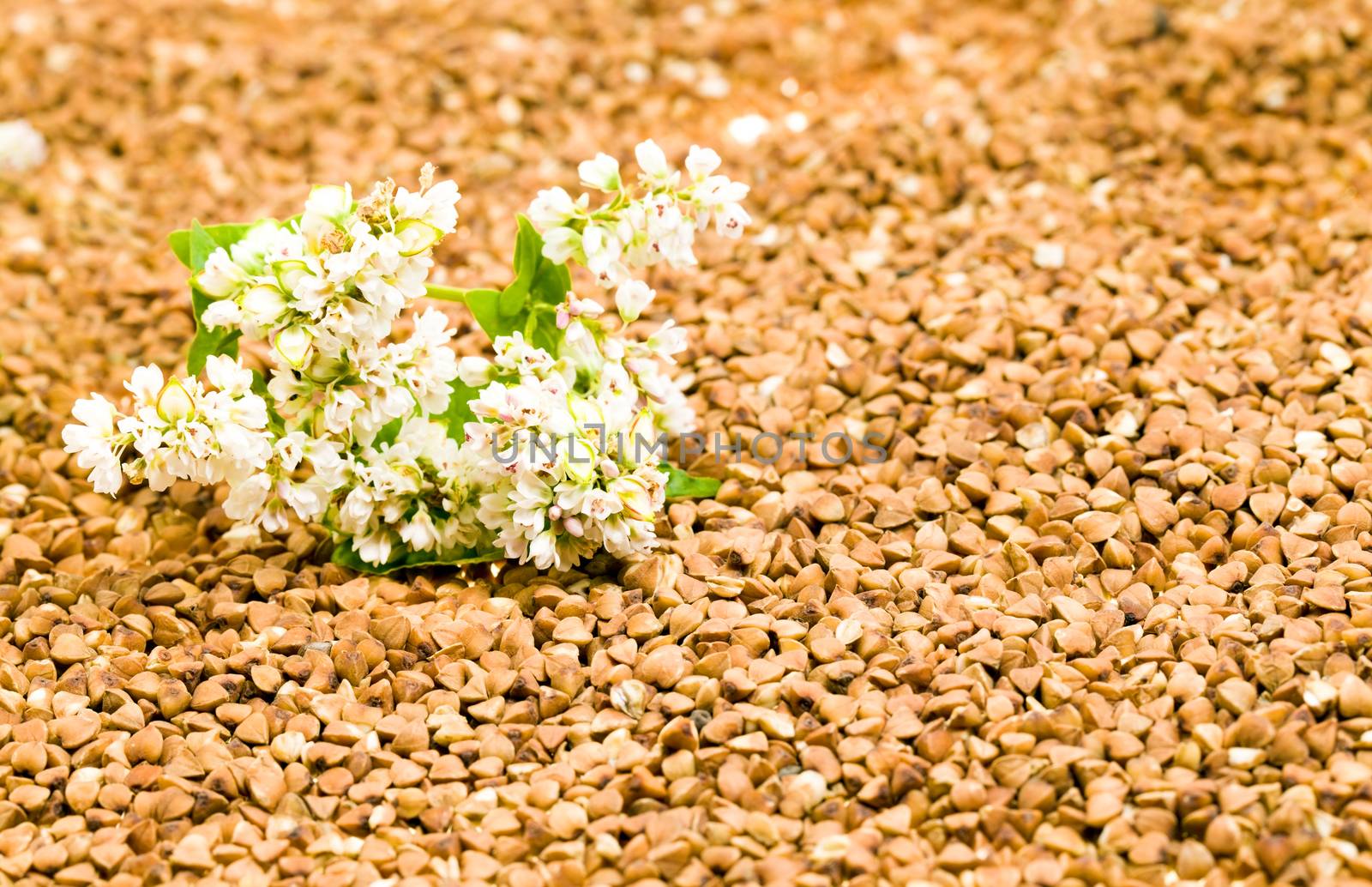 the photographed close up buckwheat