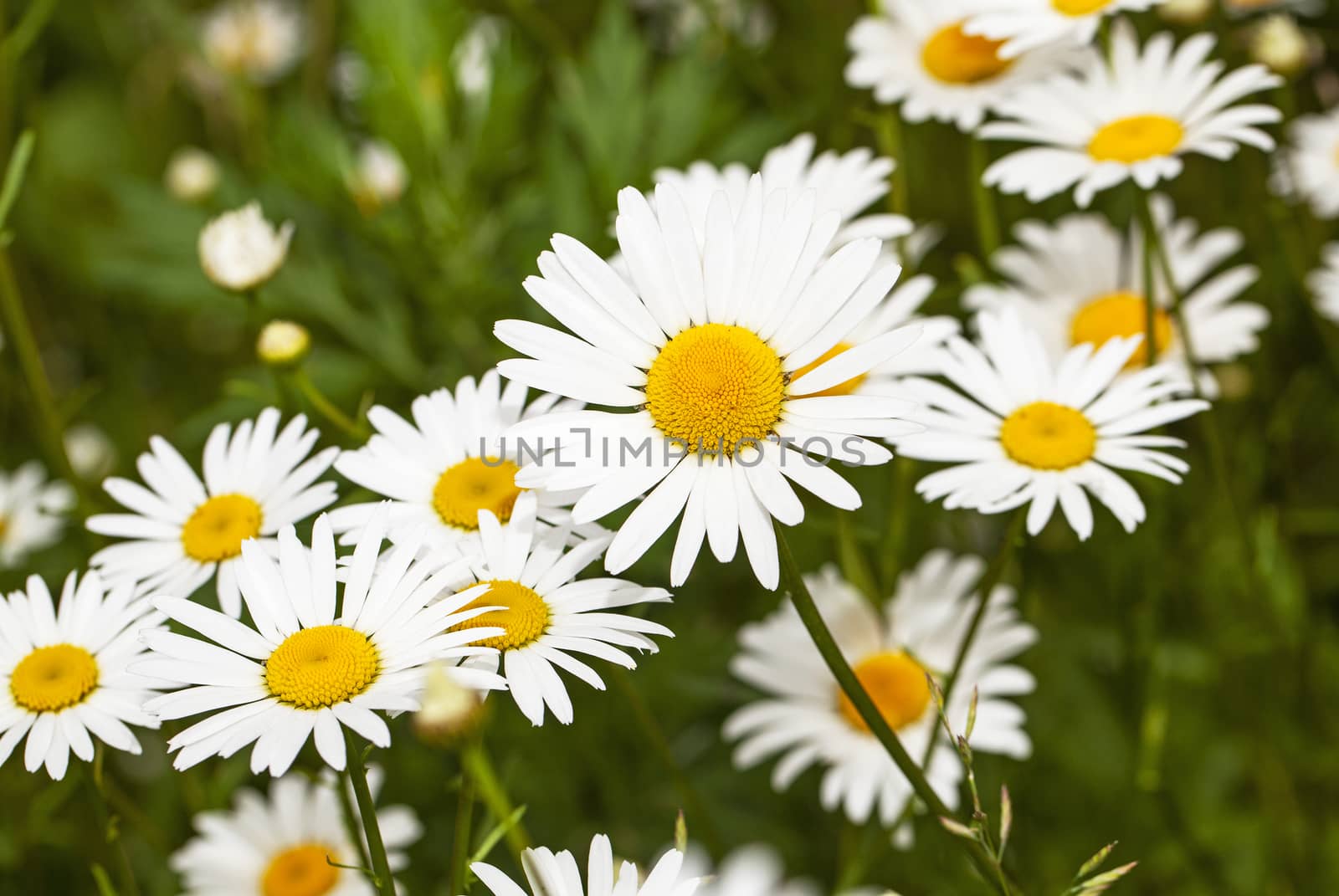   the wild white daisies growing in a field. small depth of sharpness