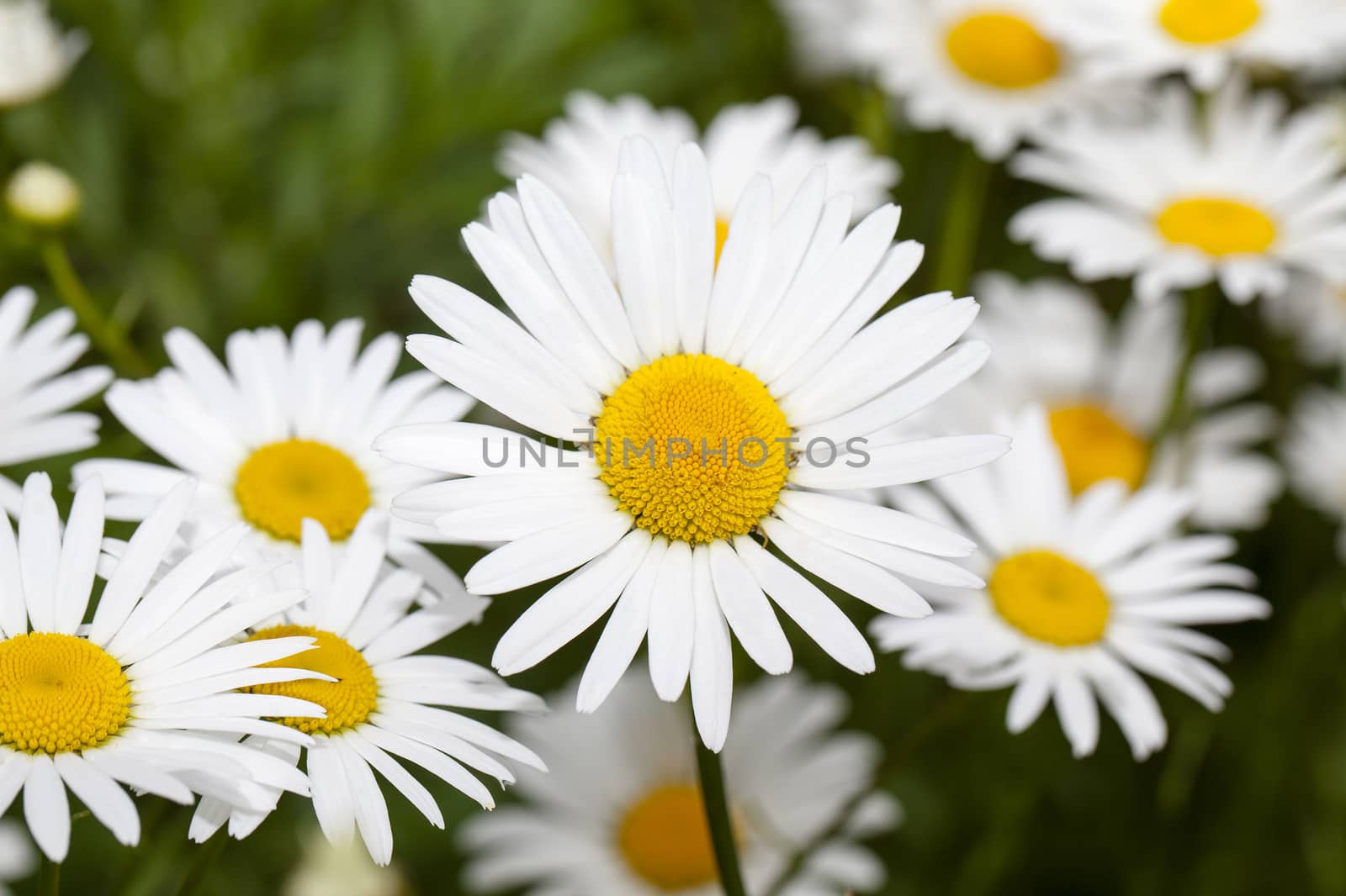   the wild white daisies growing in a field. small depth of sharpness