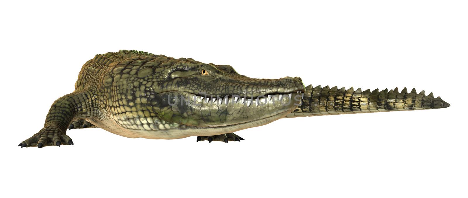 3D digital render of an American alligator isolated on white background