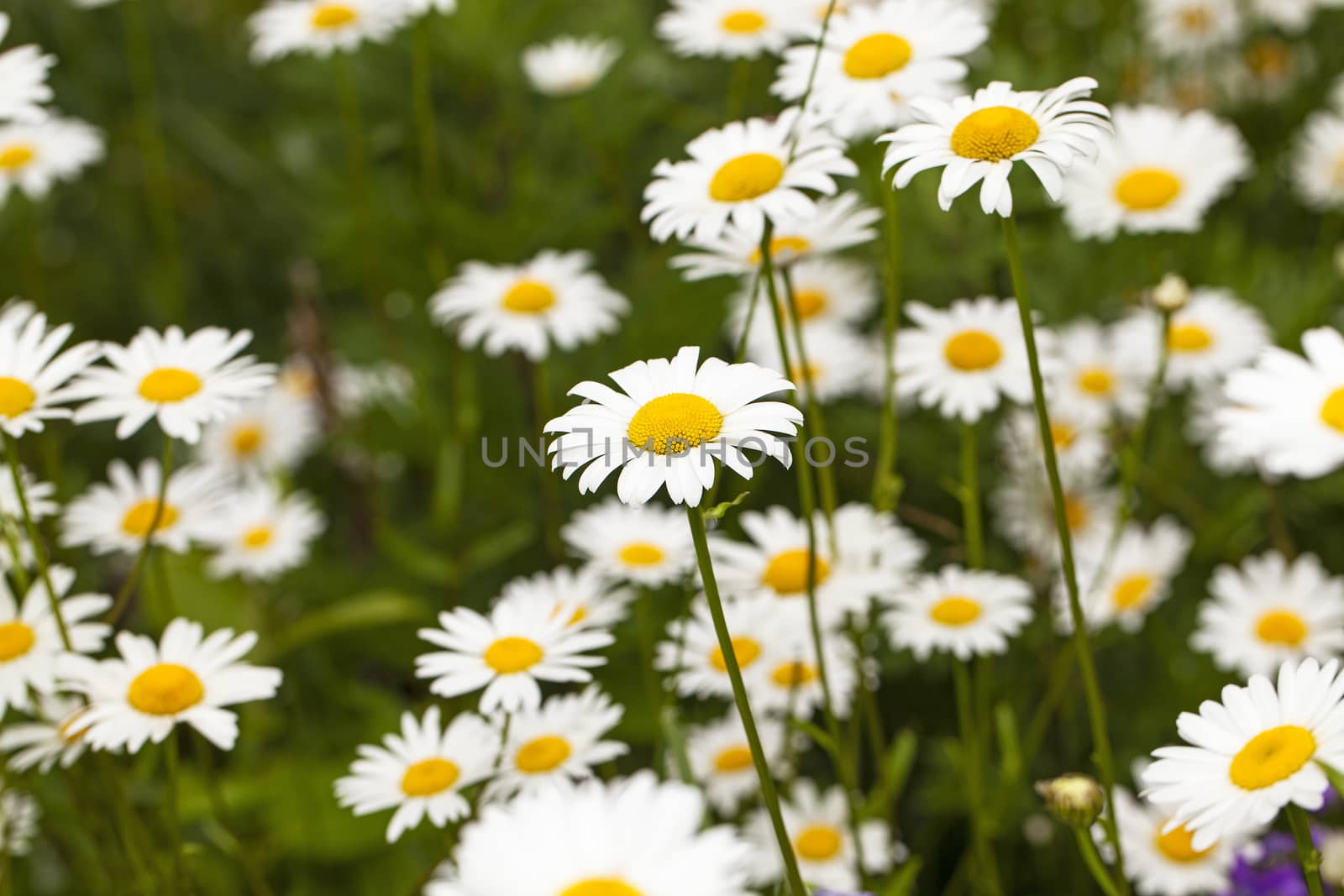  the flower of a camomile photographed in the field. summer