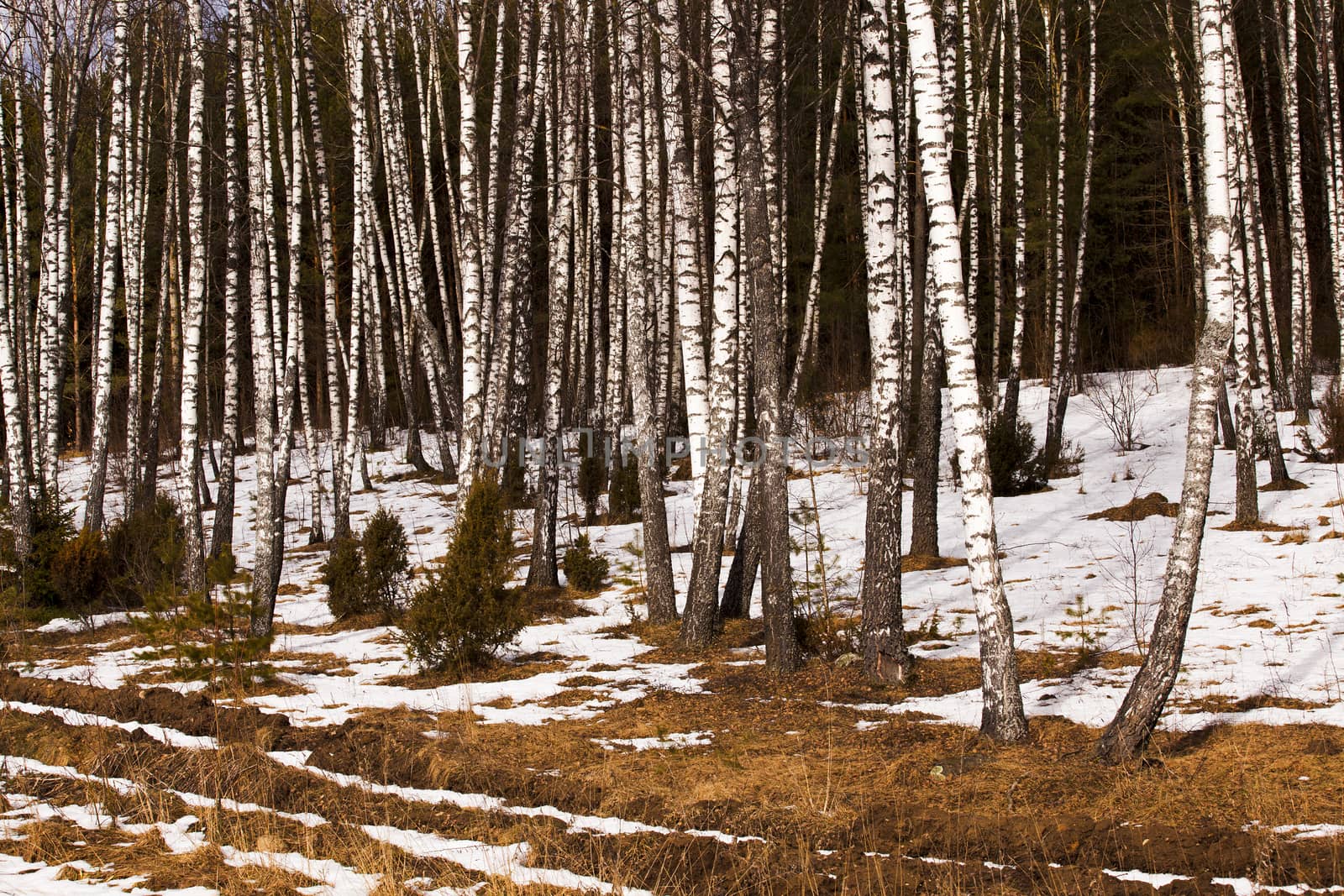  the trees growing in the wood in a winter season