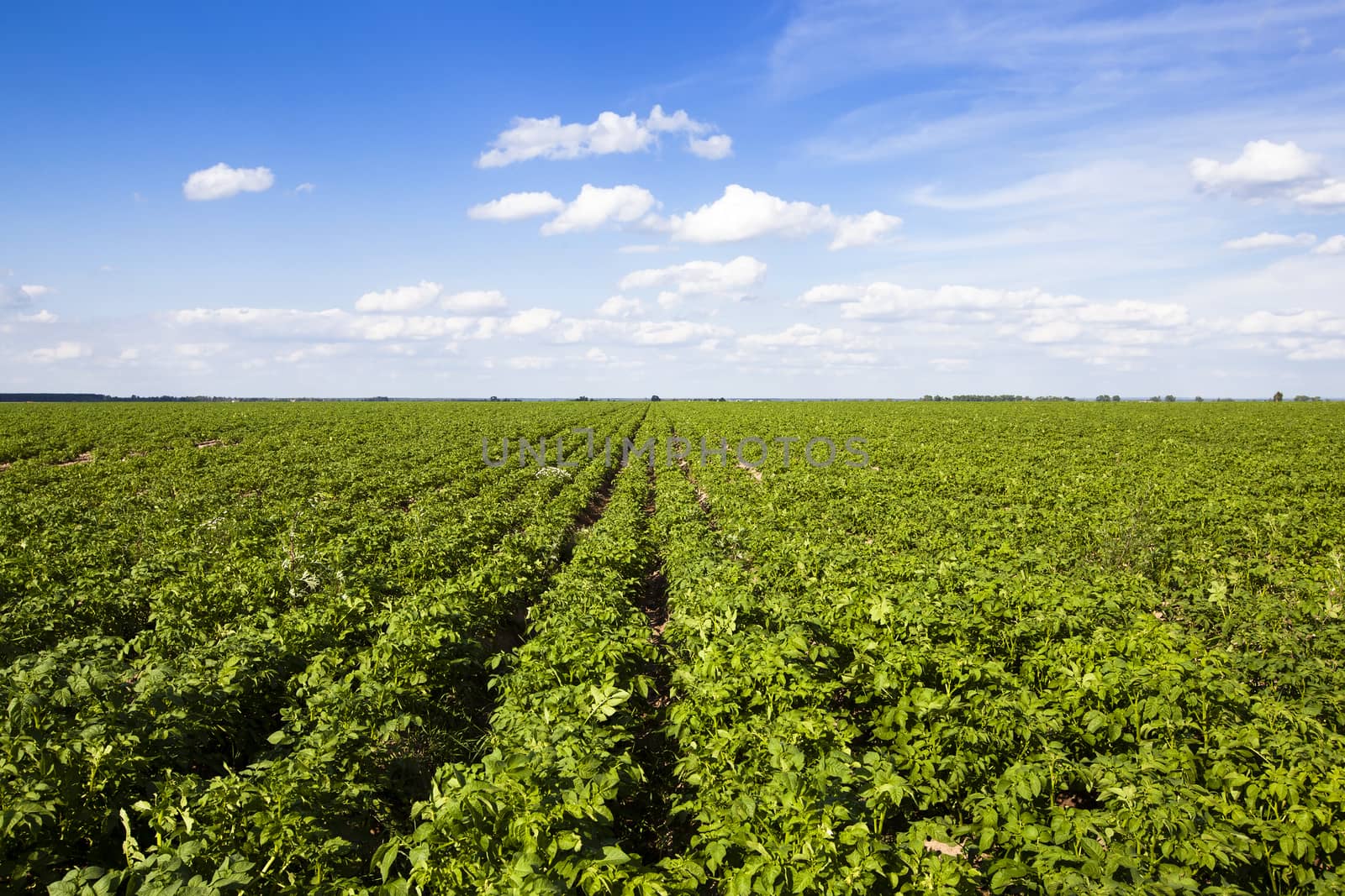  an agricultural field on which grow up potatoes