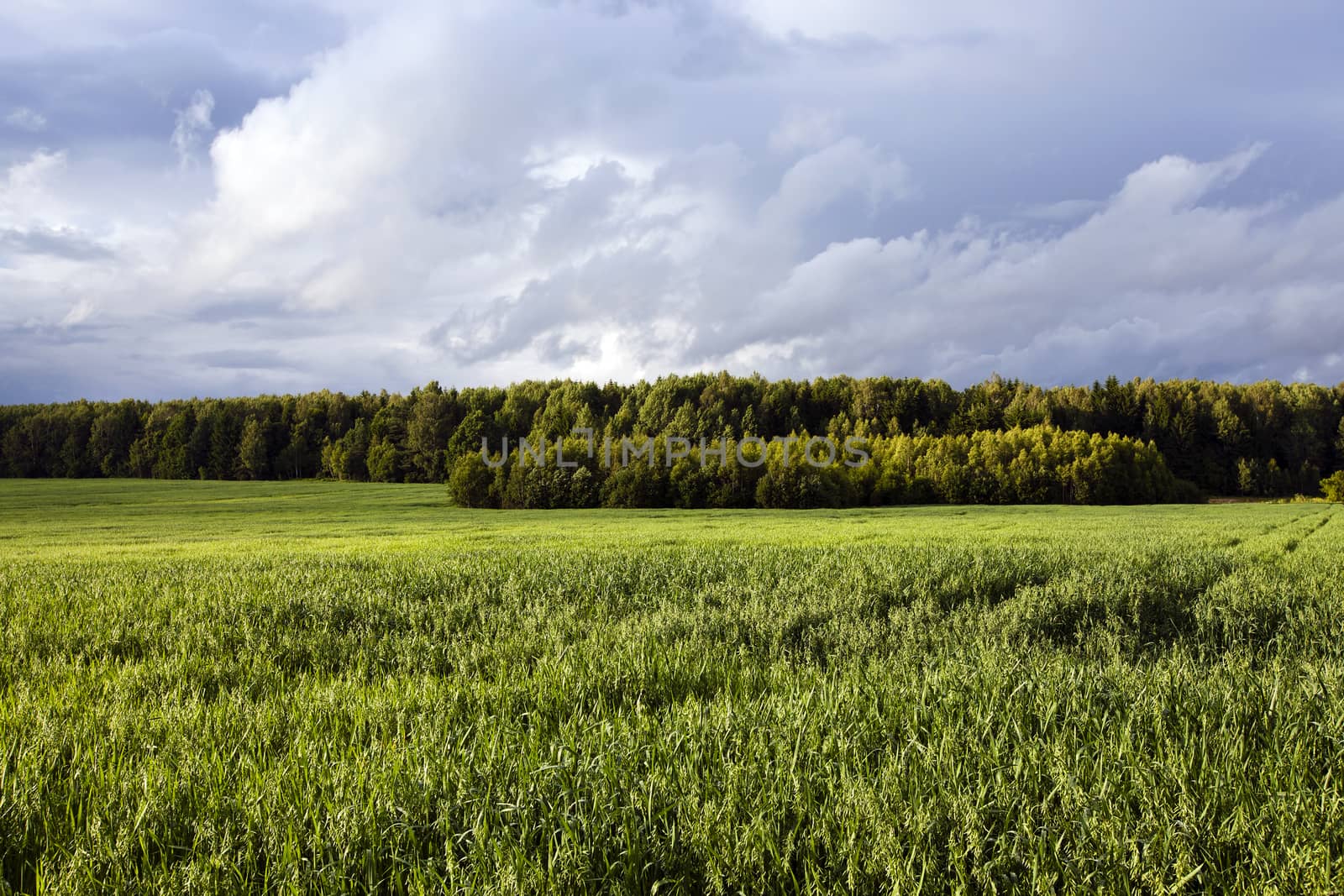  an agricultural field on which grow up green oats