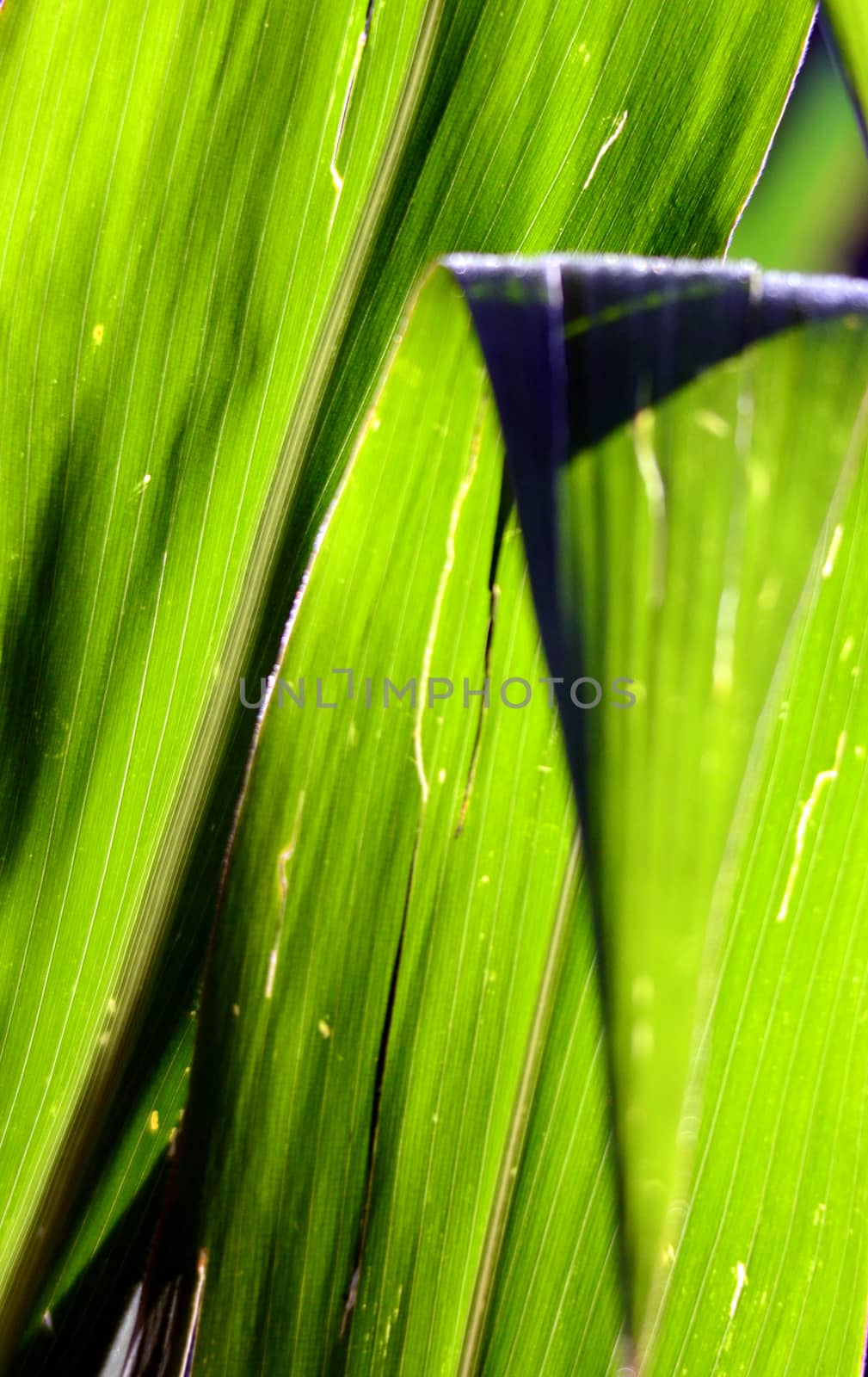 Corn leaves texture  on a morning light