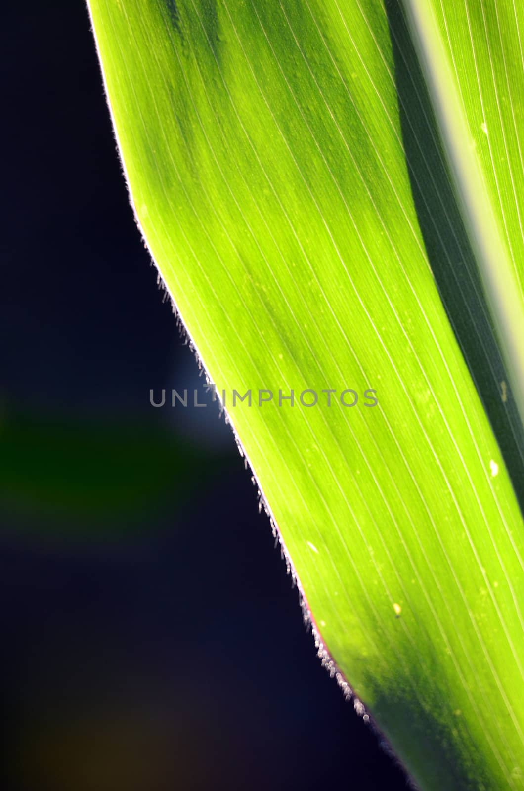Corn leaves texture  on a morning light