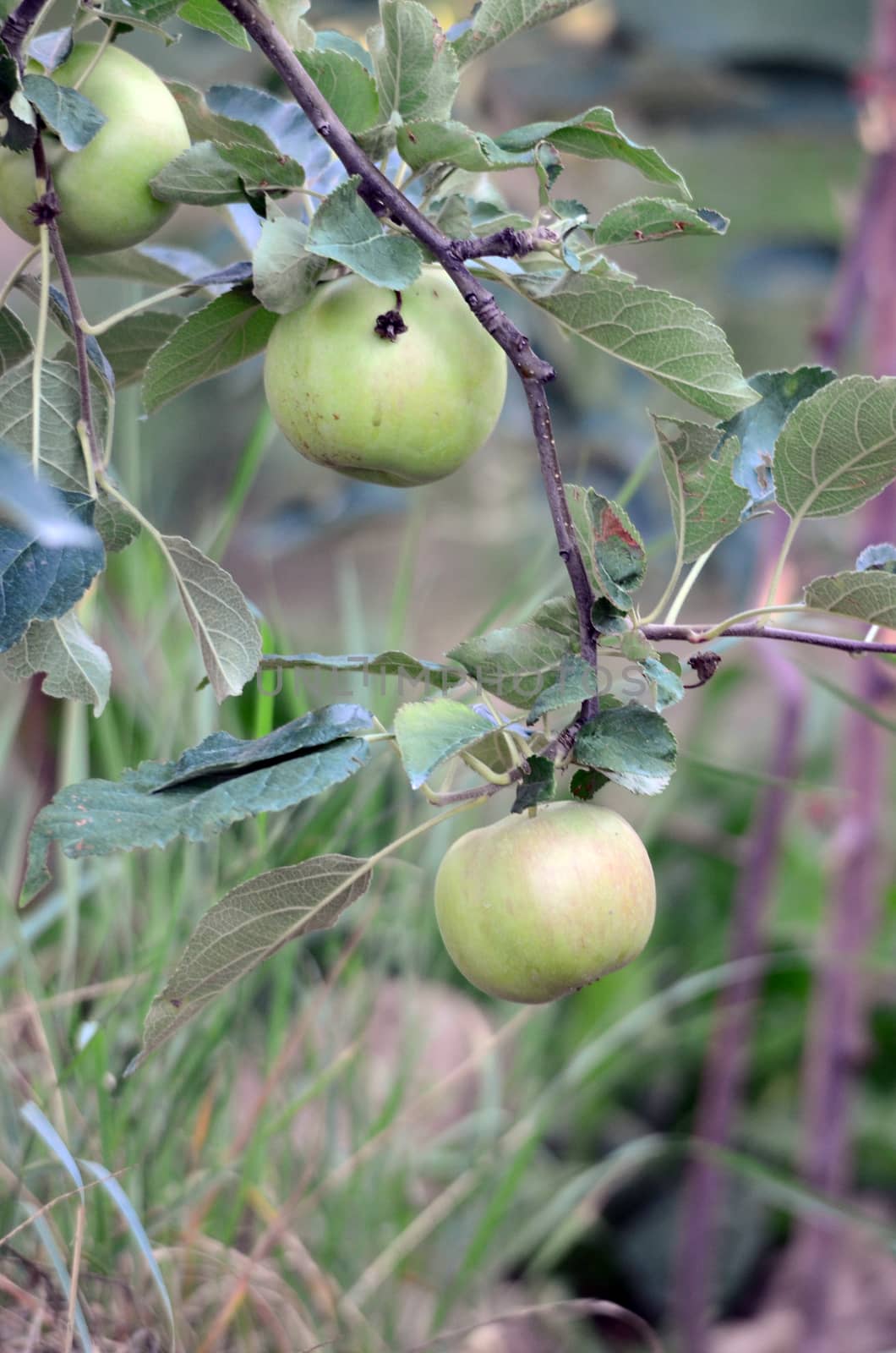Unripe apples on apple tree branch