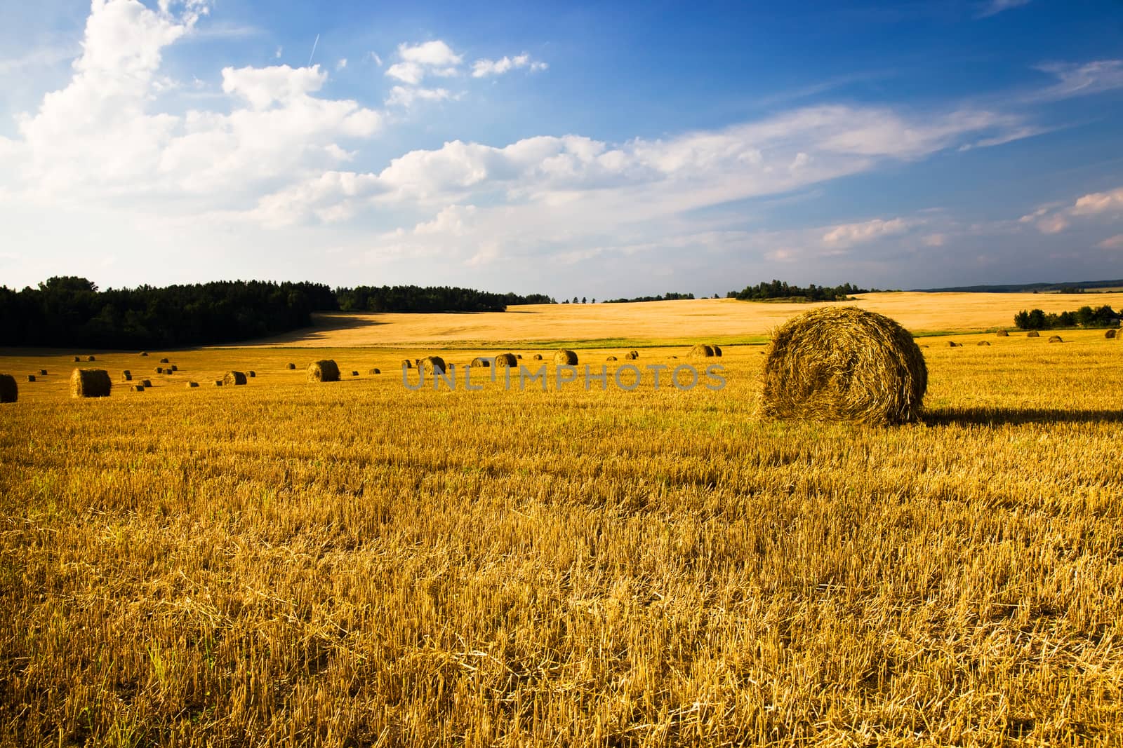 field, on which grow grain during harvest company