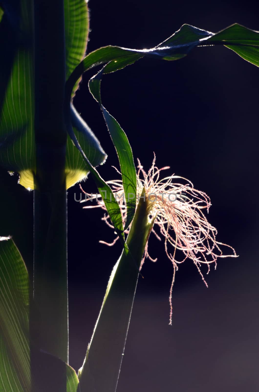 Corn leaves texture  on a morning light