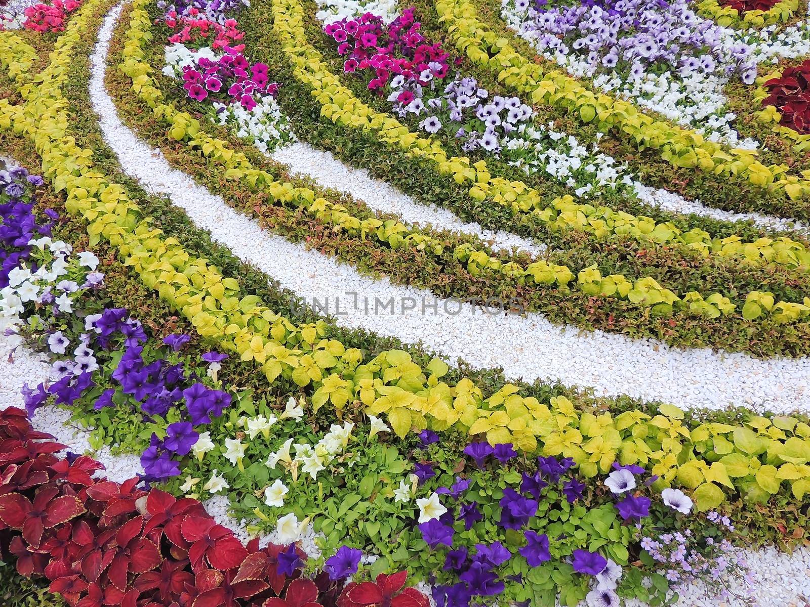 Natural floral background. Beautiful design of flowerbeds.