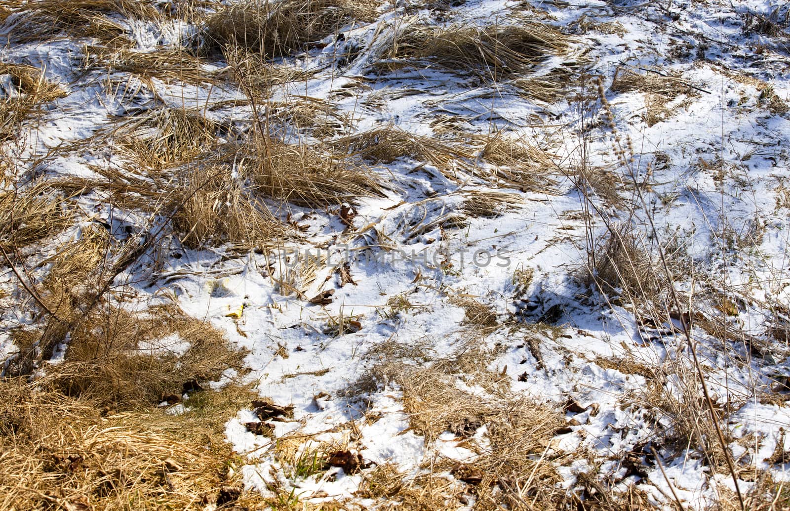 grass under snow   by avq
