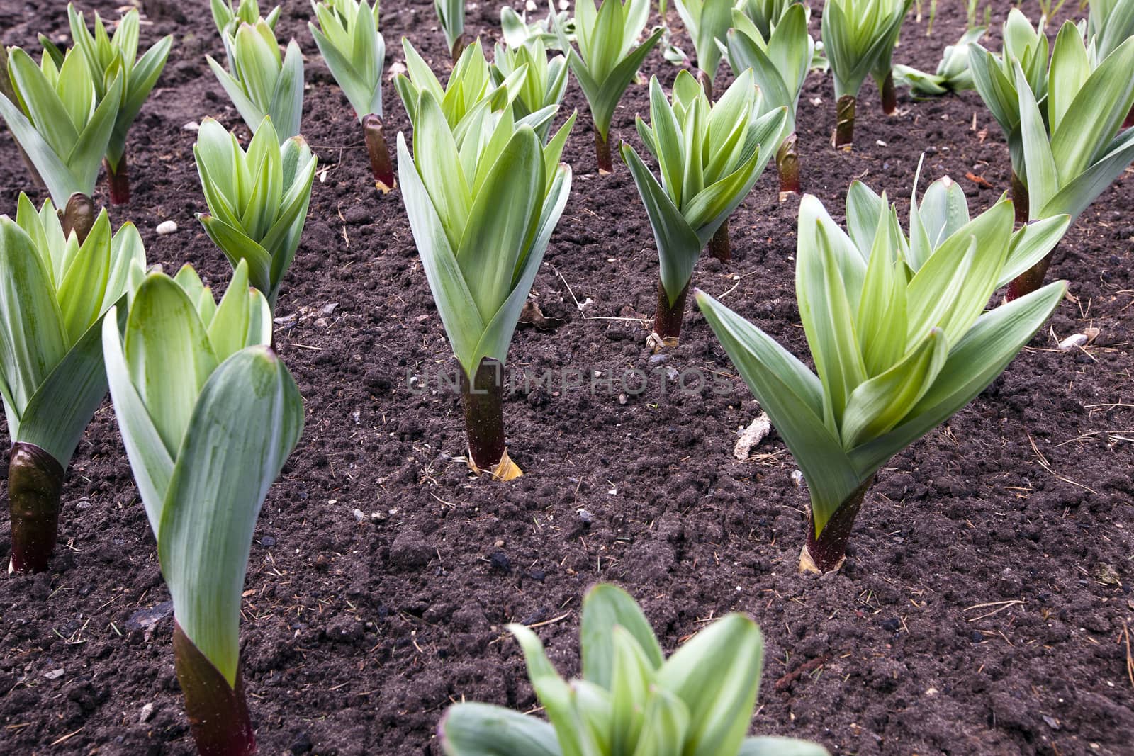   plants of the garlic planted for receiving seeds growing in a field