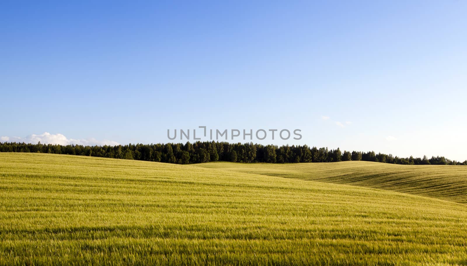  an agricultural field on which wheat sprouts grew