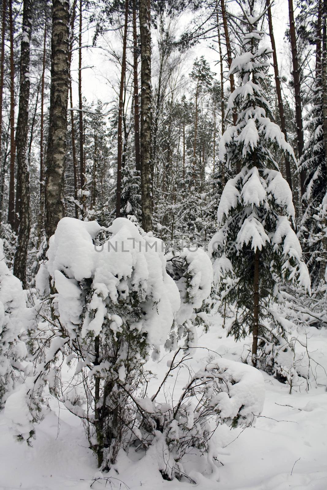 trees   in winter by avq