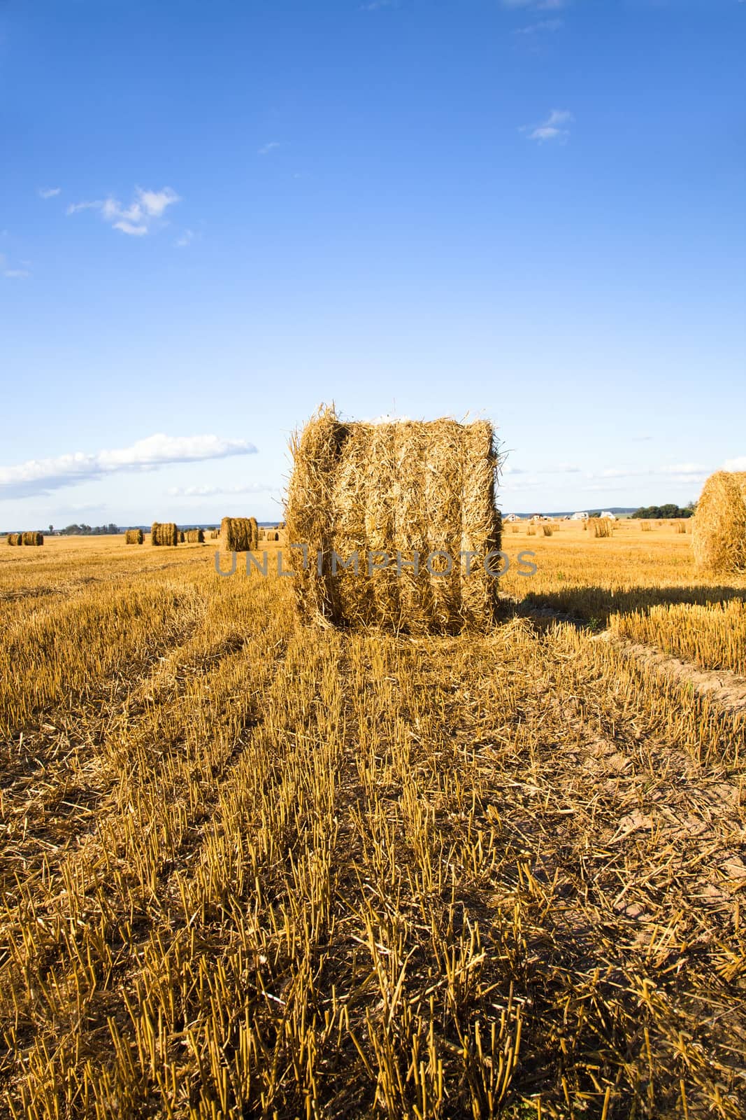 field, on which grow grain during harvest company