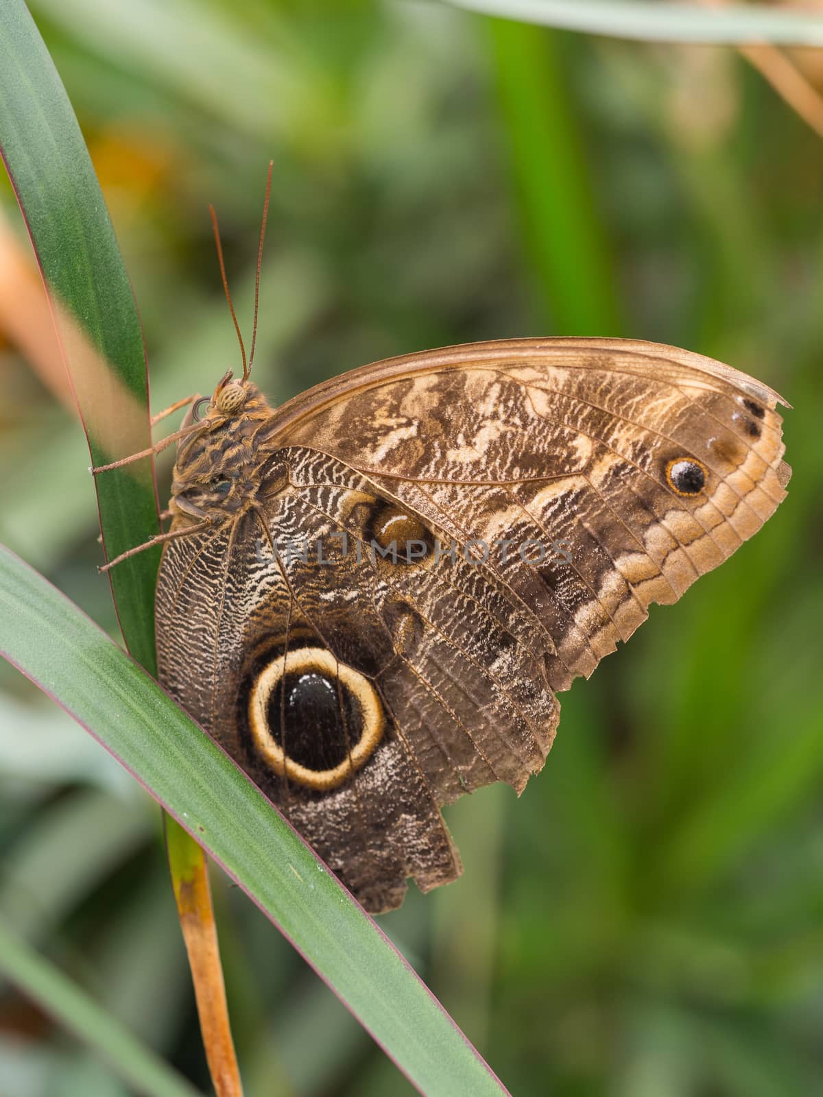 Large owl butterfly resting on a long hanging leaf