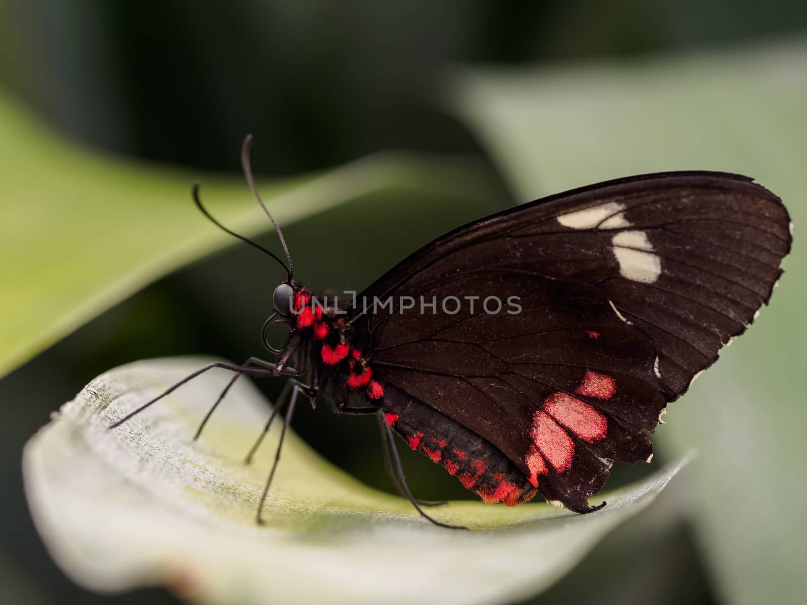 Black and red Doris butterfly on a leaf