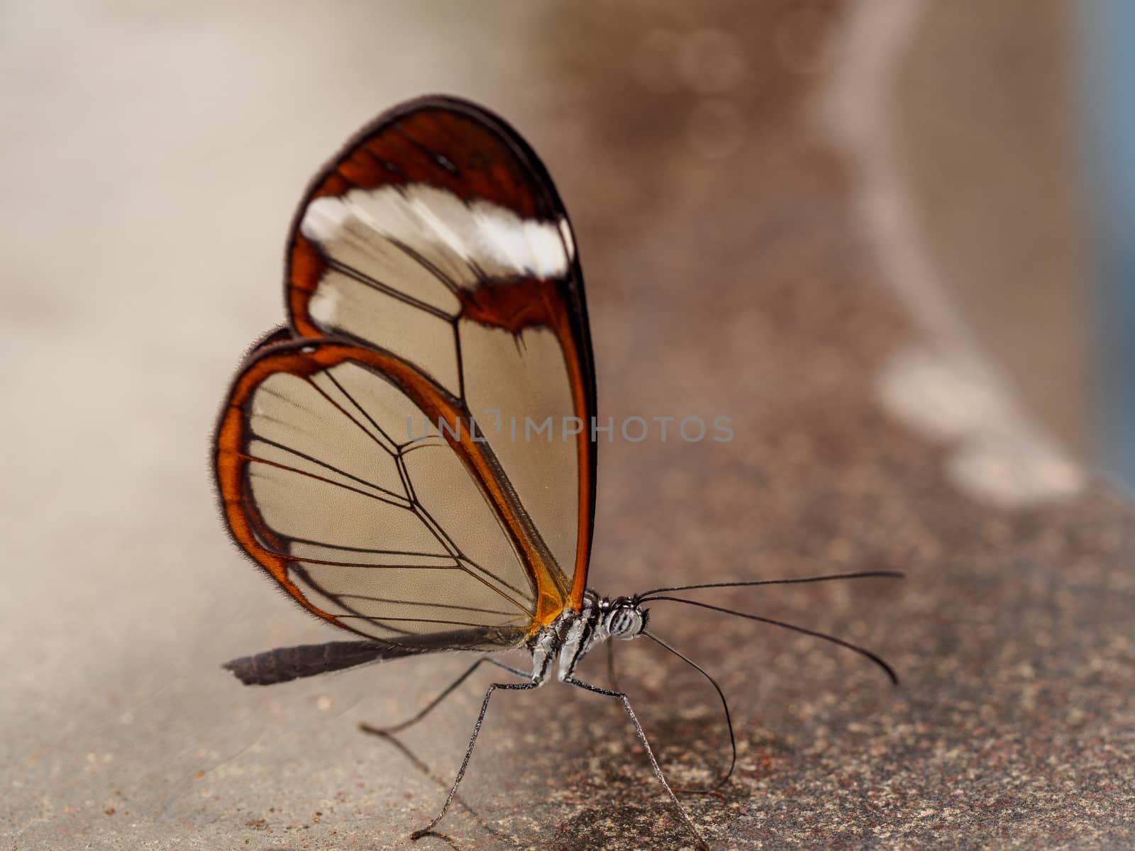 Greta oto, Glass wing butterfly with reflection on marmer