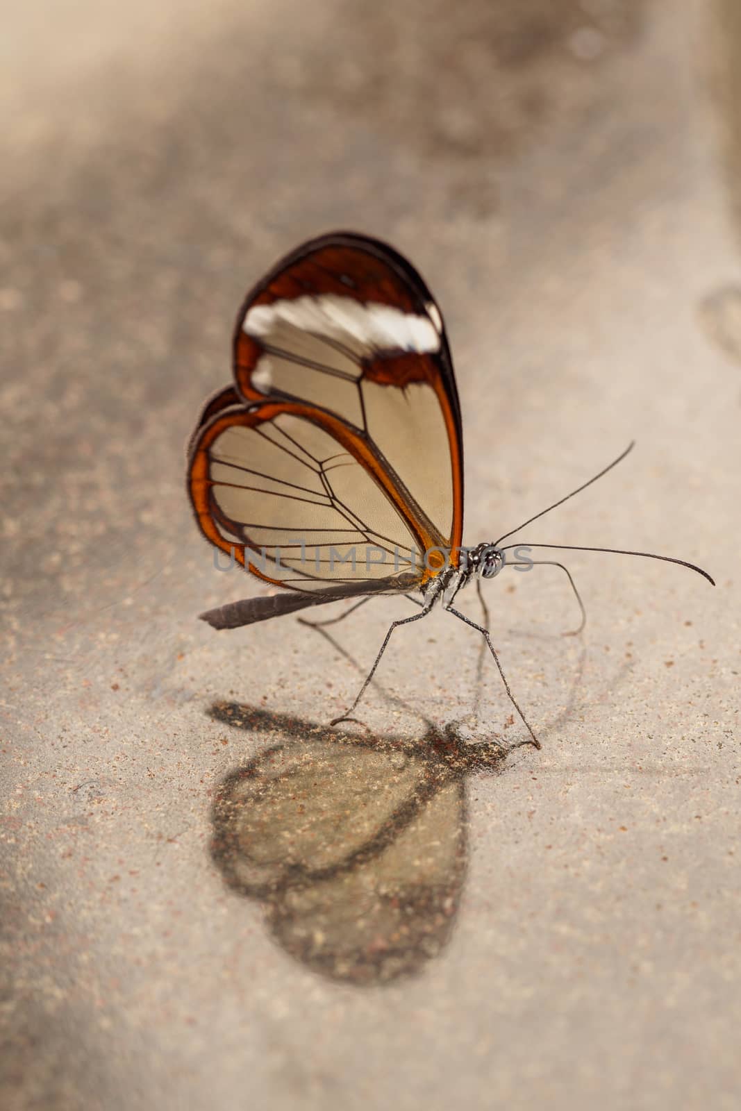 Vertical of Greta oto, Glass wing butterfly with reflection on marmer