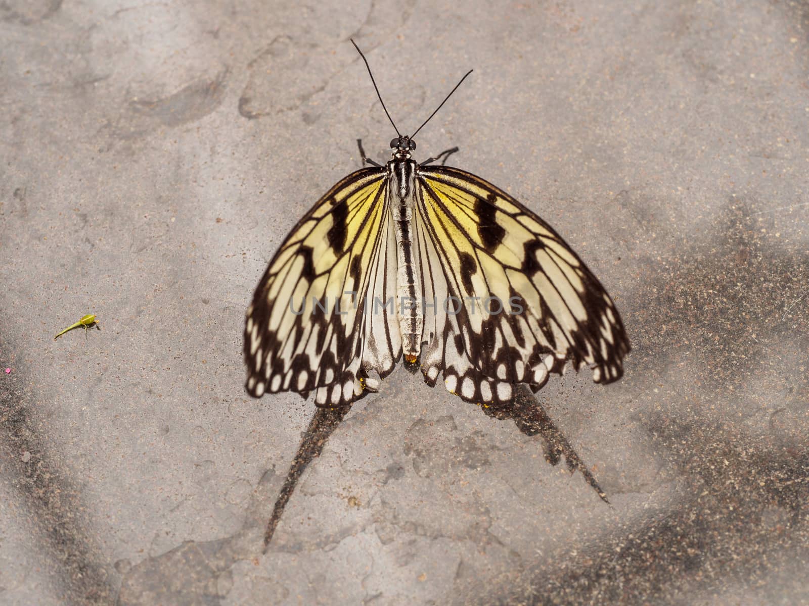 Yellow paper kite butterfly with reflection on marmer