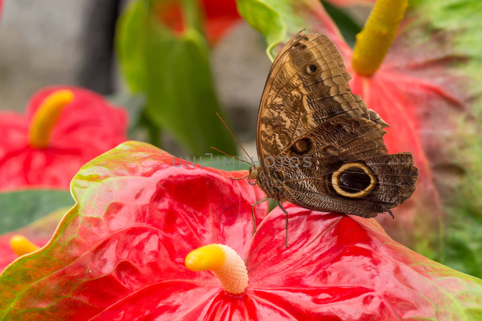 Large owl butterfly on a blooming red tropical flower