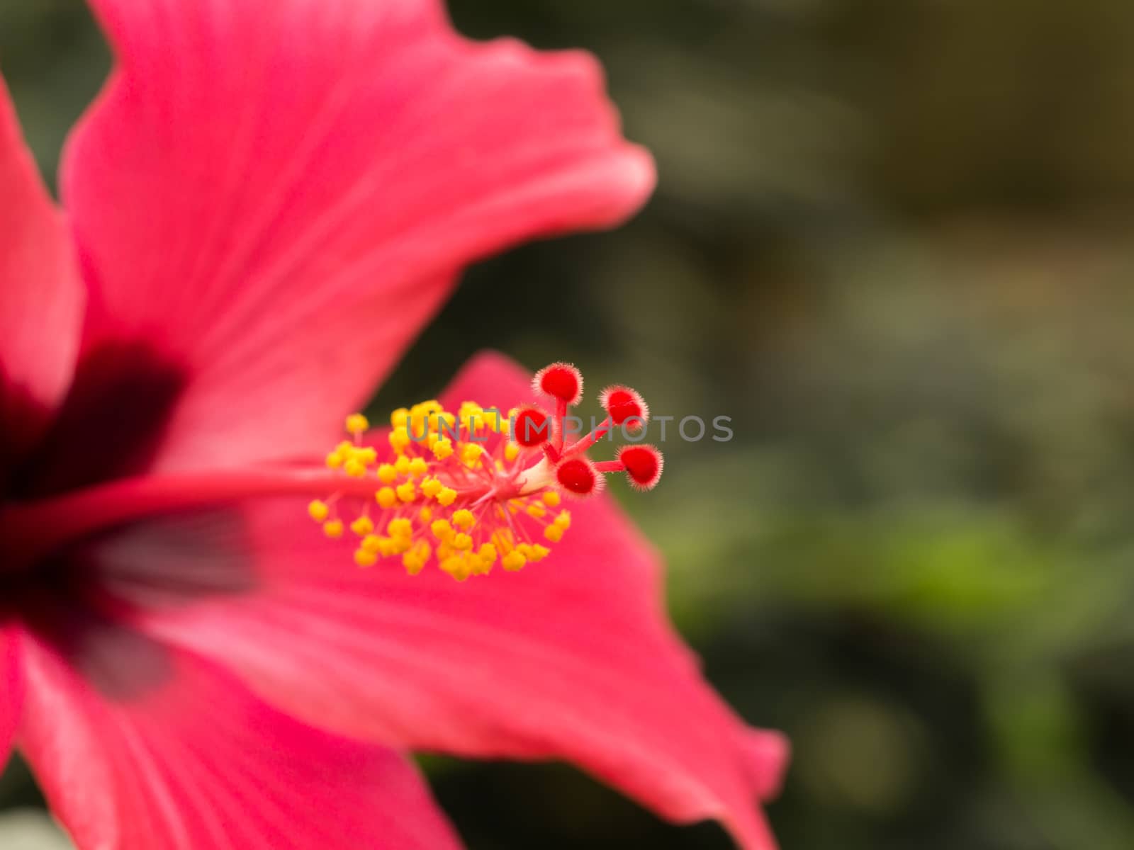 Extreme closeup of a red hibiscus pistil