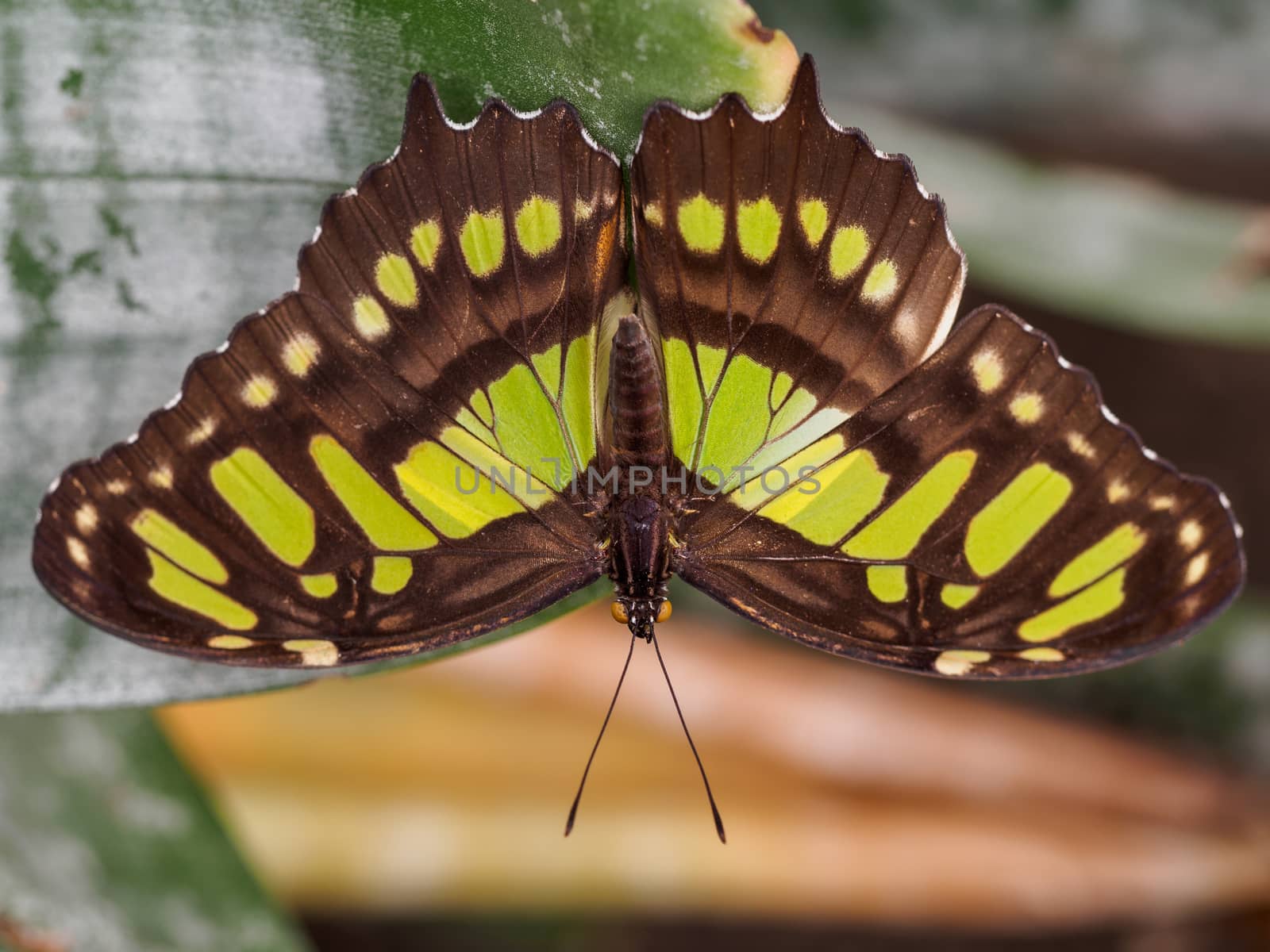 Wingspan view of the malachite butterfly