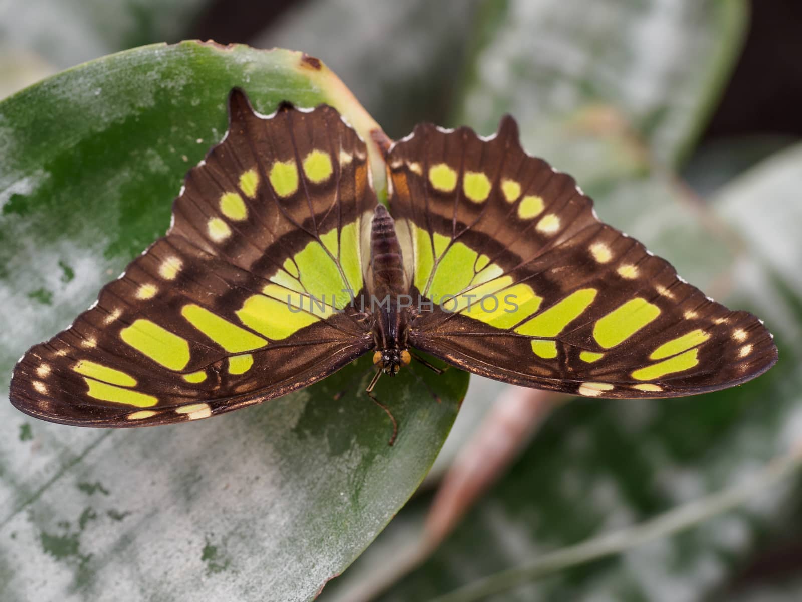 The malachite butterfly posing on a tropical leaf