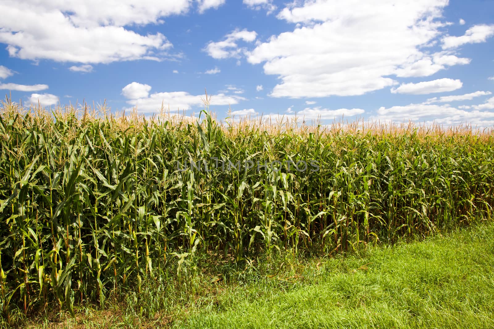 agricultural field where they grow corn