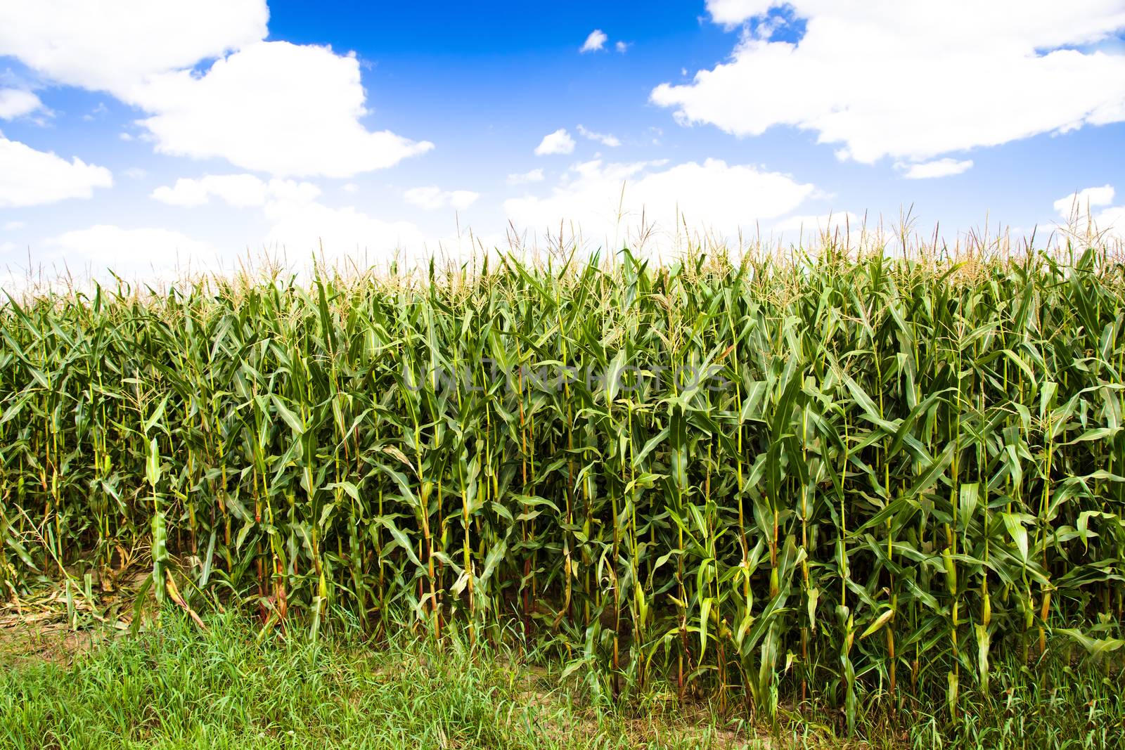agricultural field where they grow corn