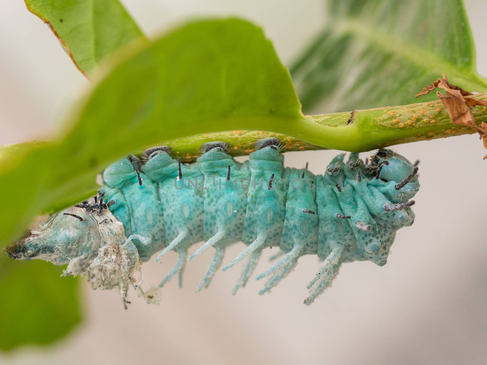 Closeup of  green blue costa rica caterpillar