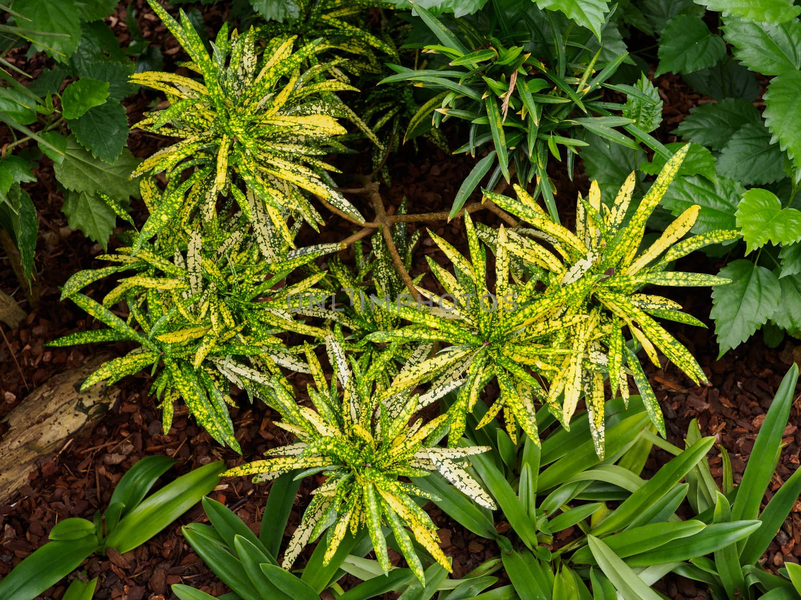 Group of yellow and green tinted tropical plants, Codiaeum variegatum L Blume