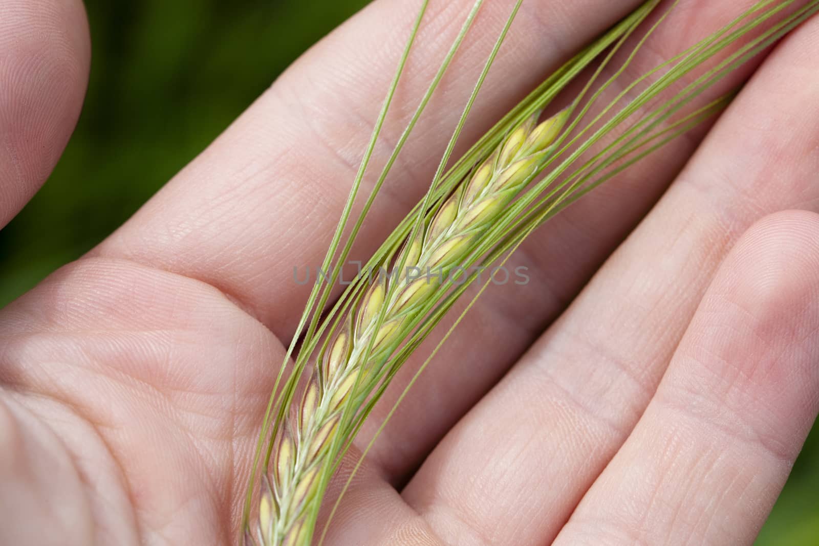   the green unripe ear of wheat lying in a hand of the person. small depth of sharpness