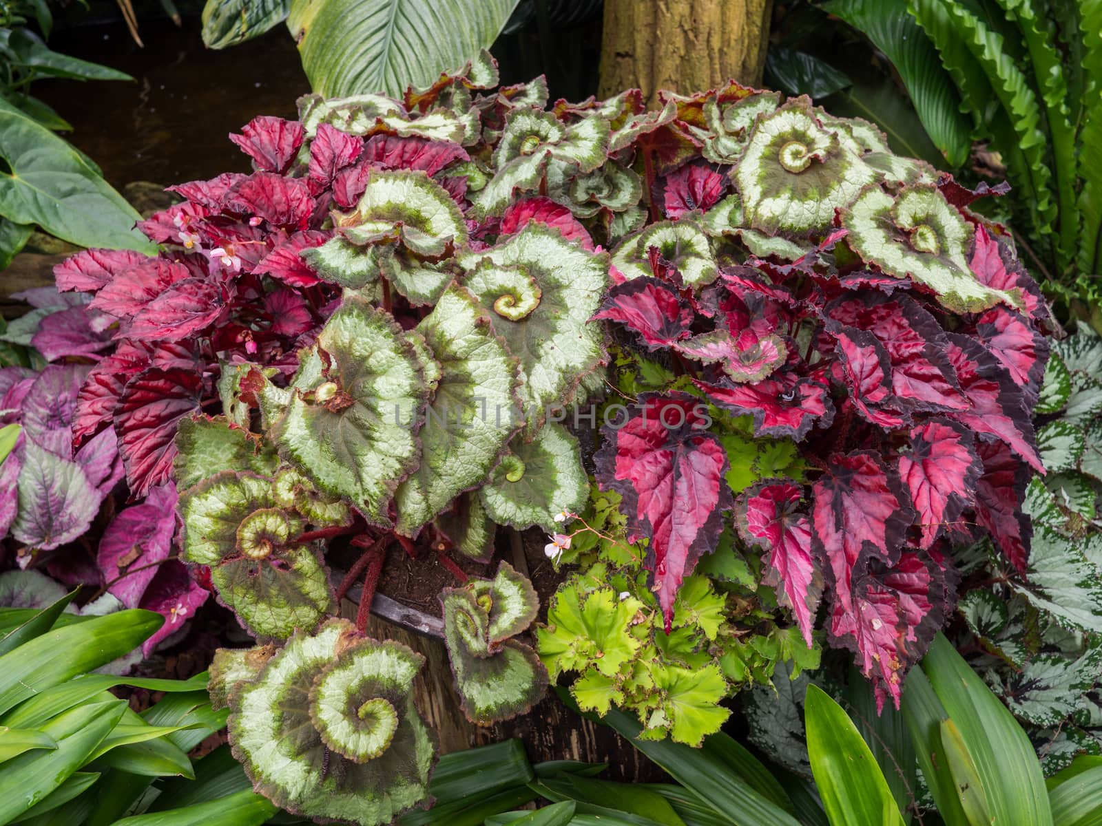 Wild red and green begonia by frankhoekzema
